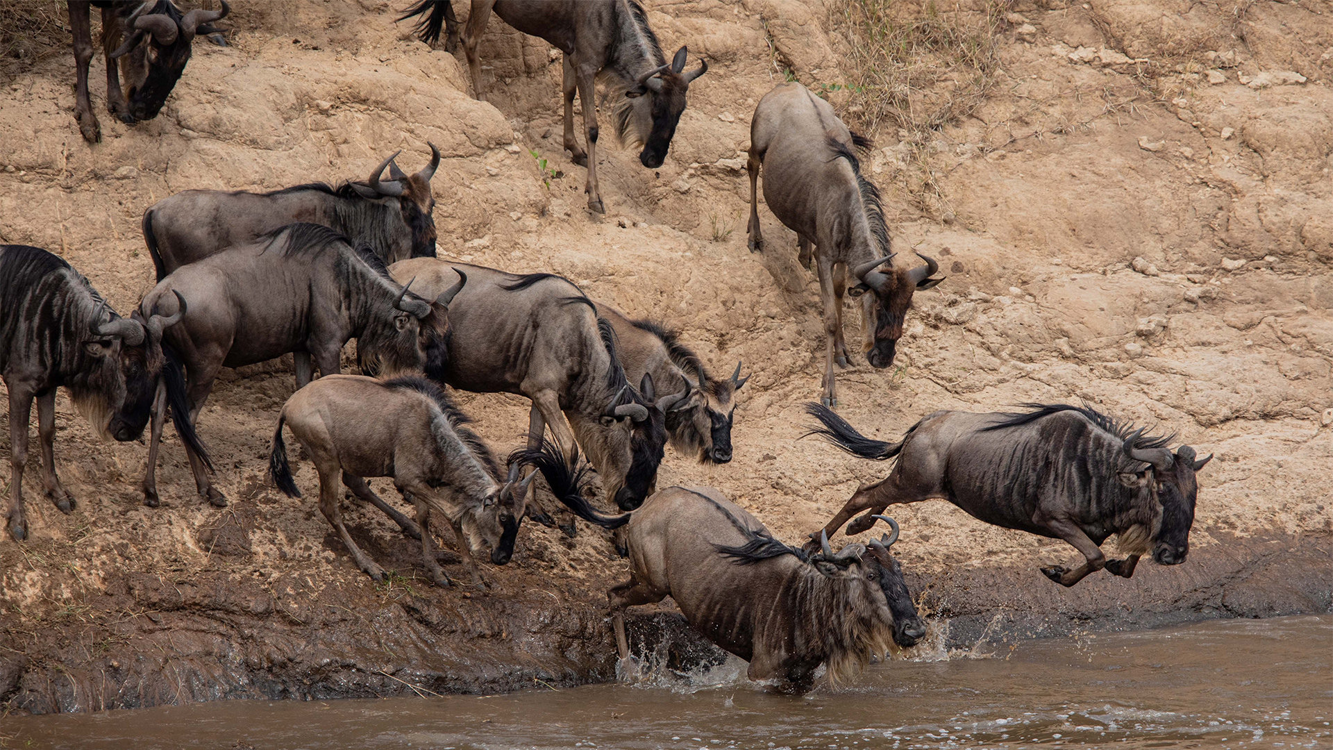 Wildebeest plunging into the Mara River during the Great Migration. Maasai Mara, Kenya.
