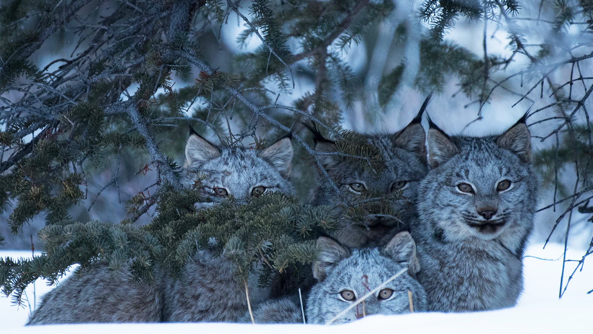 Canada lynx family. Haines Junction, Yukon.