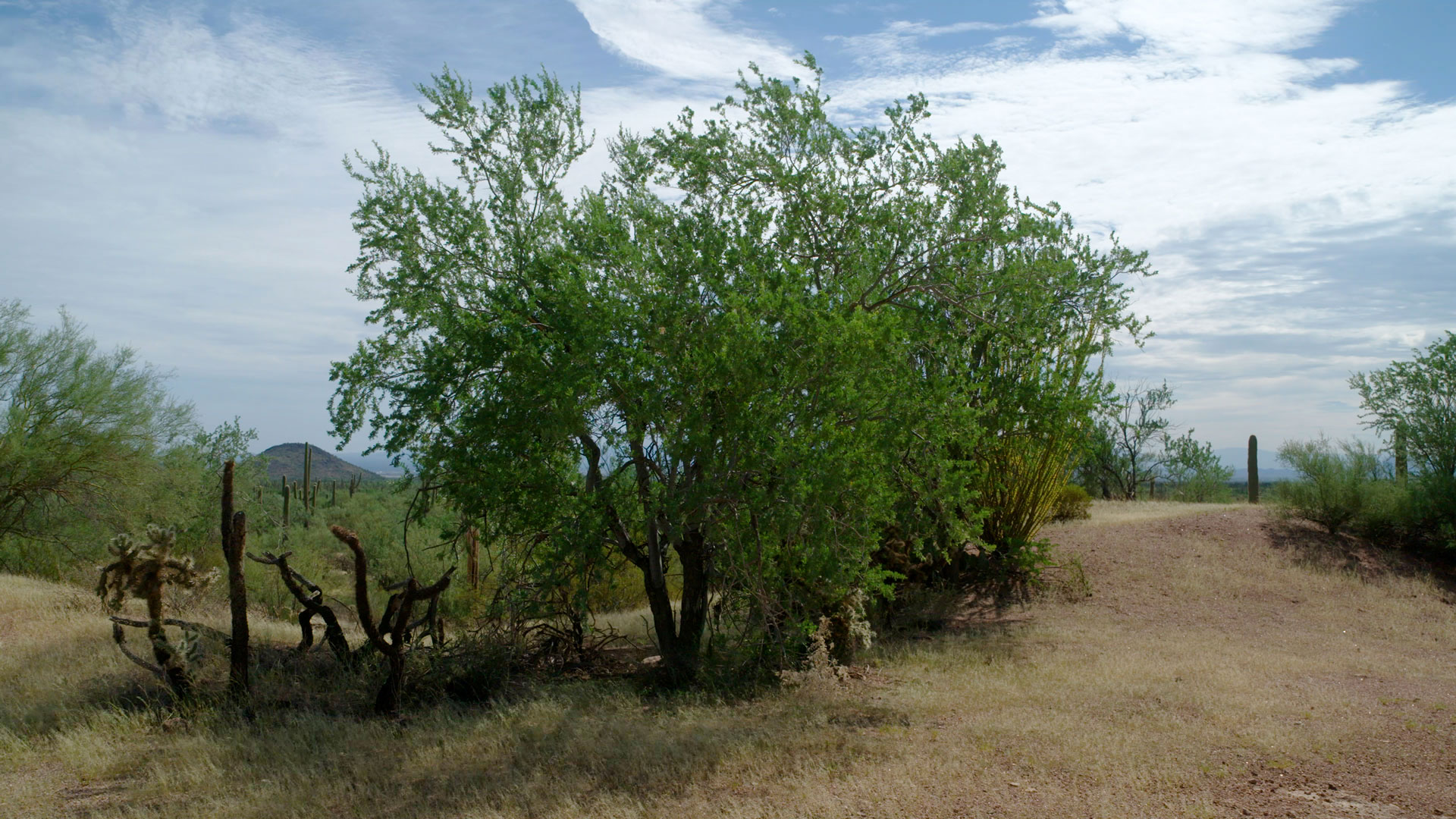 Desert Plants: Ironwood
