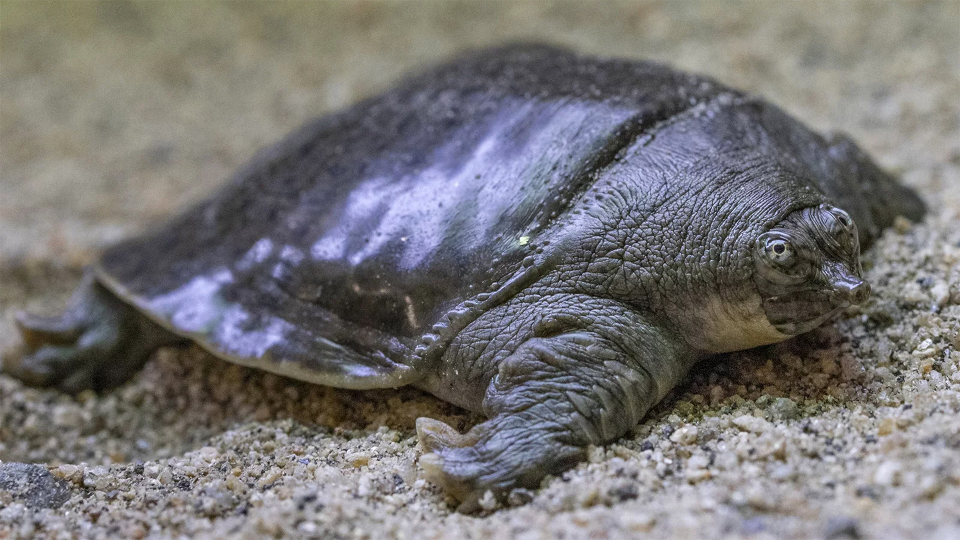 One of the Indian narrow-headed softshell turtle hatchlings bred at the San Diego Zoo.