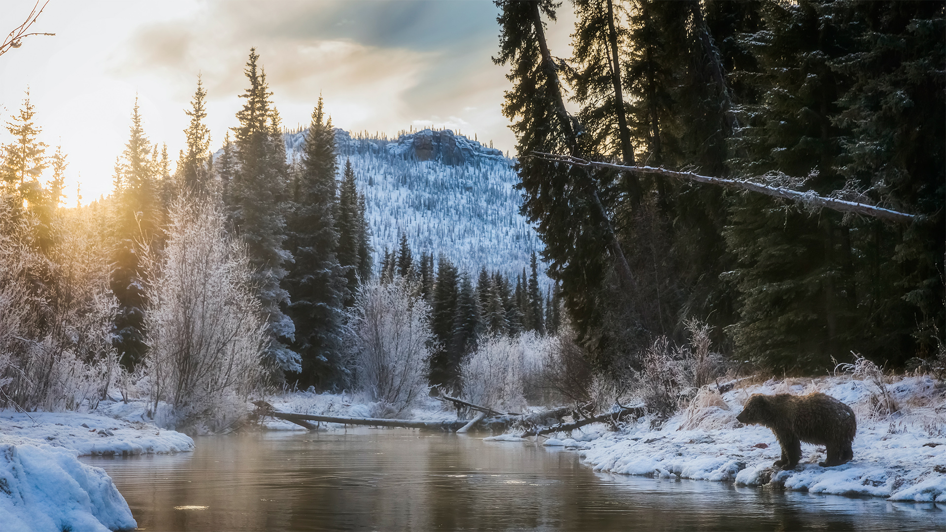 Grizzly Bear (Ursus Arctos Horribilis) Looking For Fish At Sunrise In Niiinlii. (Yukon, Canada)