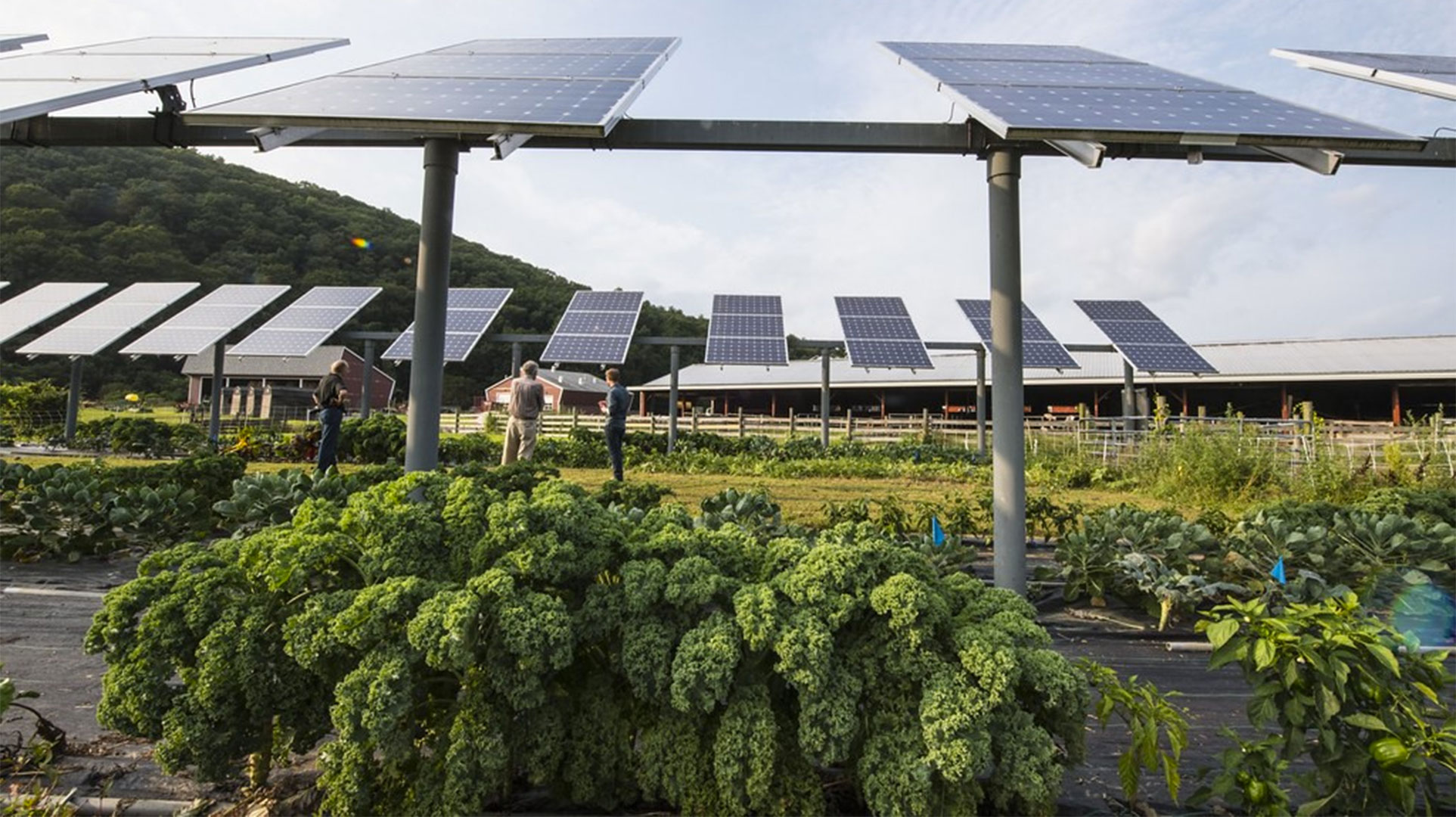 Plants growing beneath solar panels benefit from shade, irrigation.