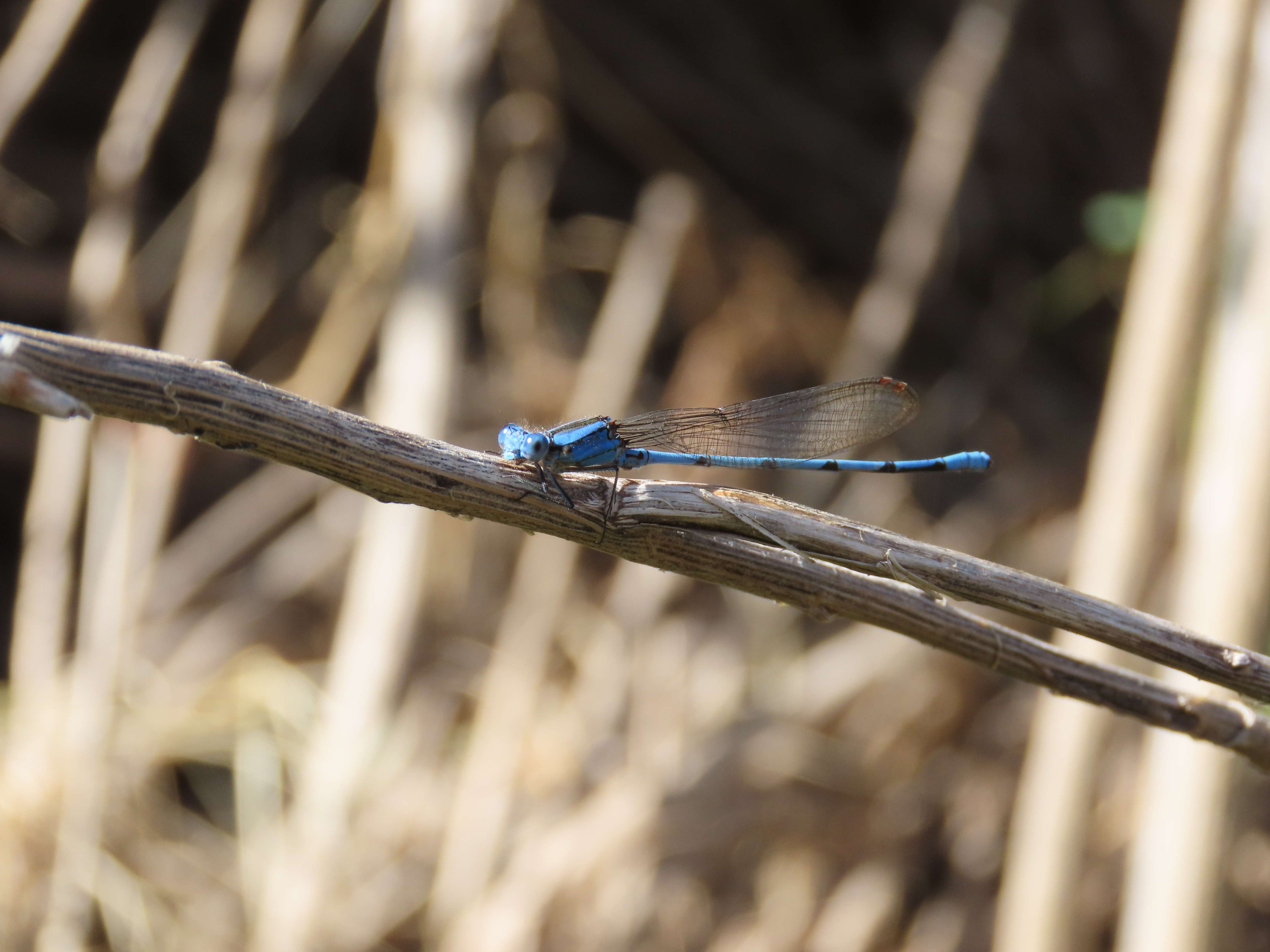 Cerulean Dancer