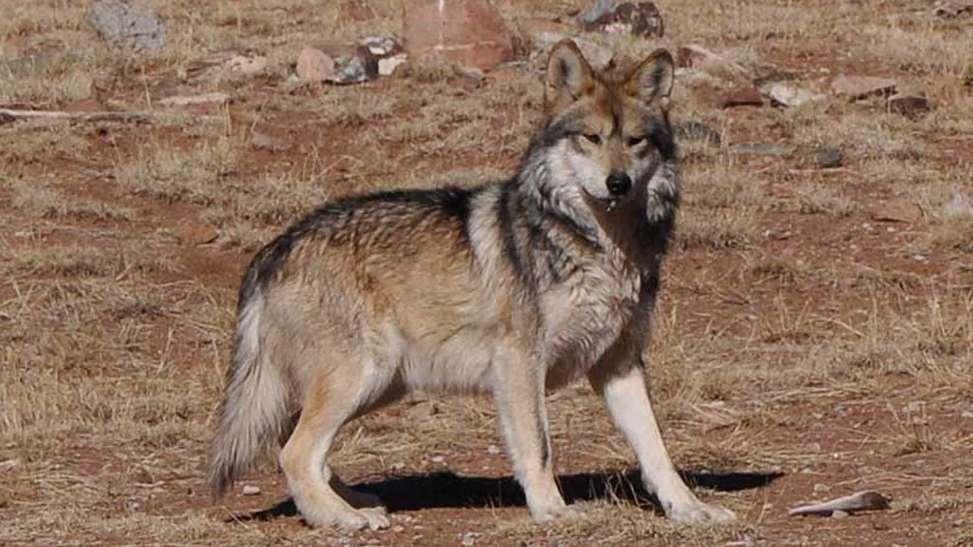 A Mexican gray wolf at the Sevilleta Wolf Management Facility in New Mexico in 2011.