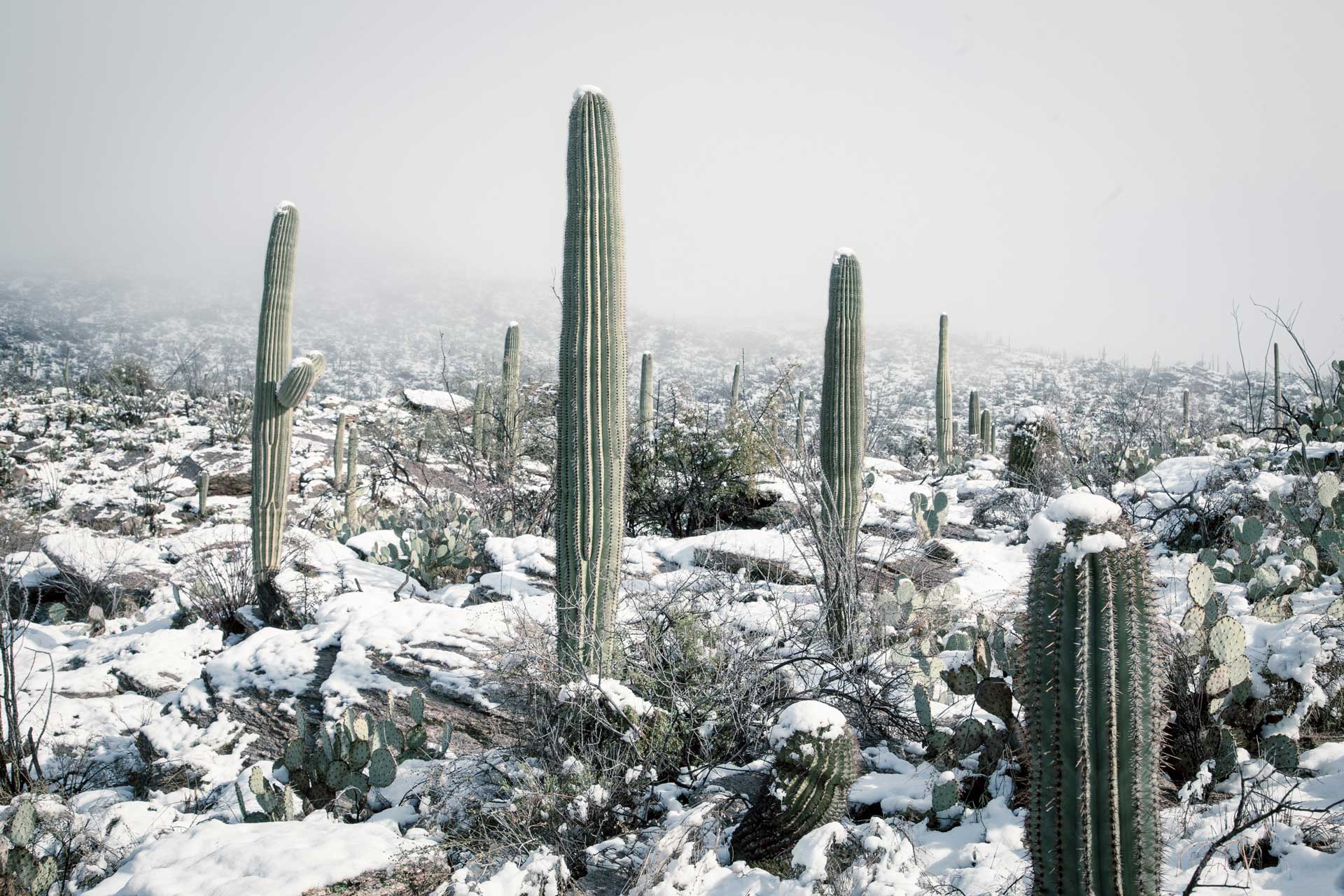 Snow on Cactus bg
