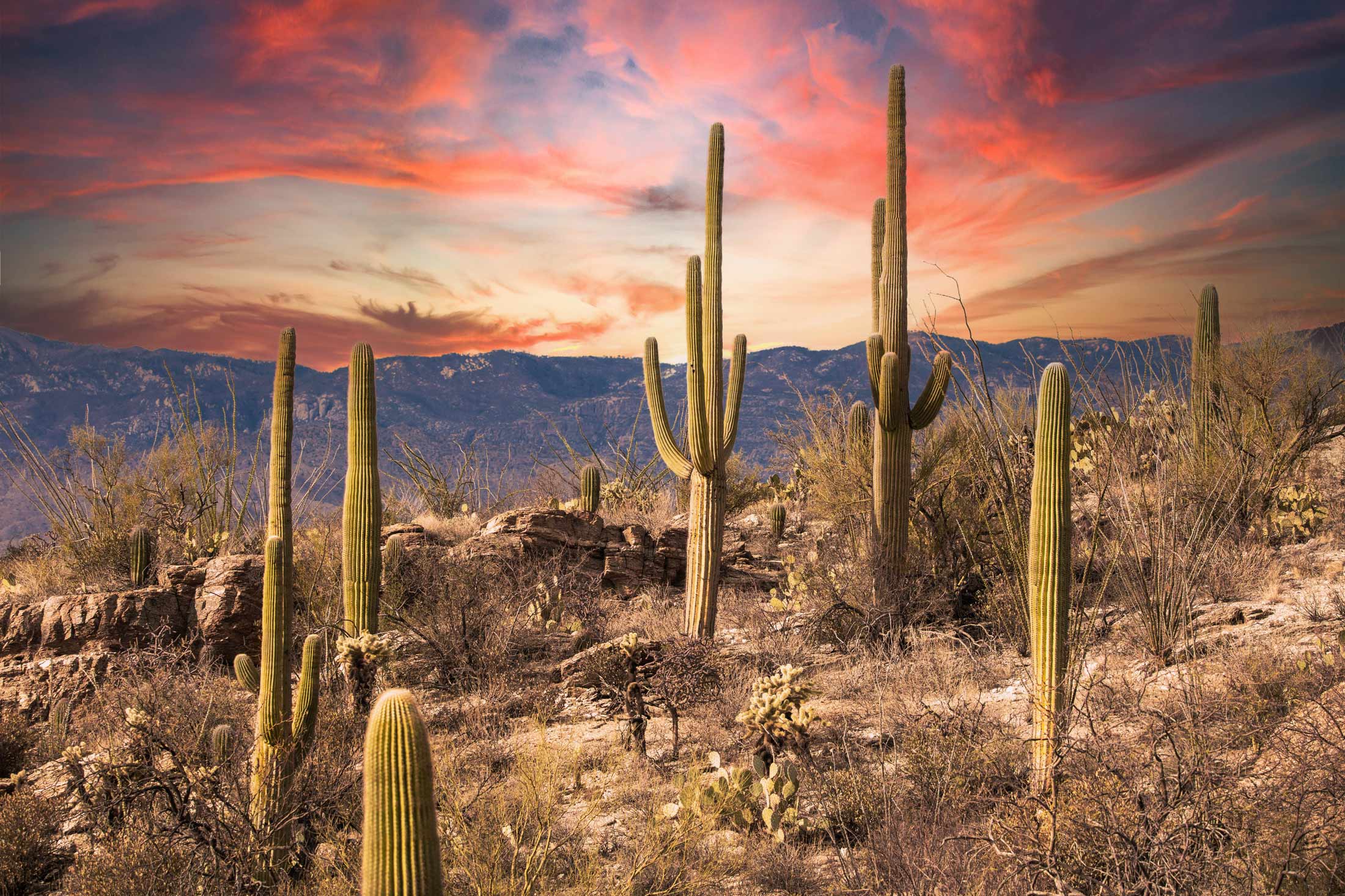 A pink sunset lights the sky behind Saguaro National Park east.