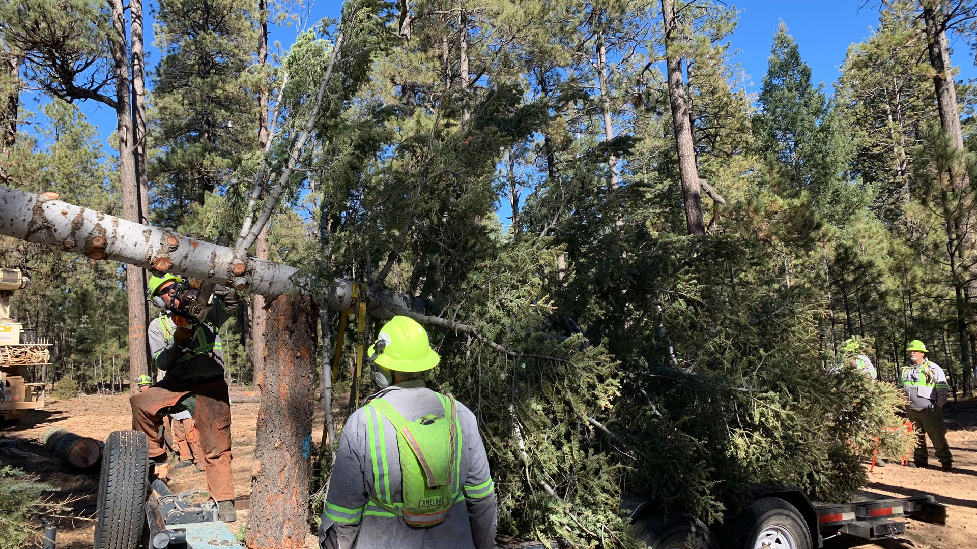 Crews with the Arizona Dept. of Forestry load a tree for the Capitol building.