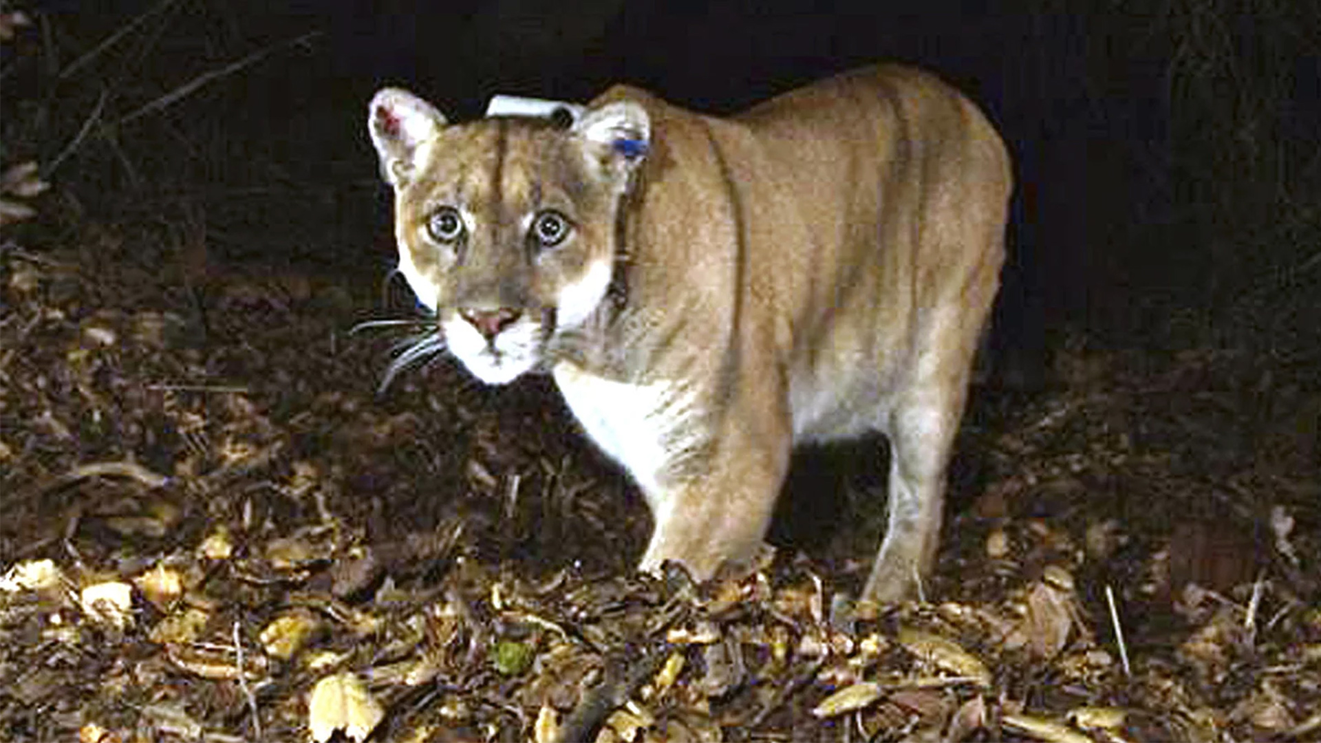 The mountain lion known as P-22, photographed in November 2014 in the Griffith Park area near downtown Los Angeles, is undergoing health evaluations after being captured on Monday.