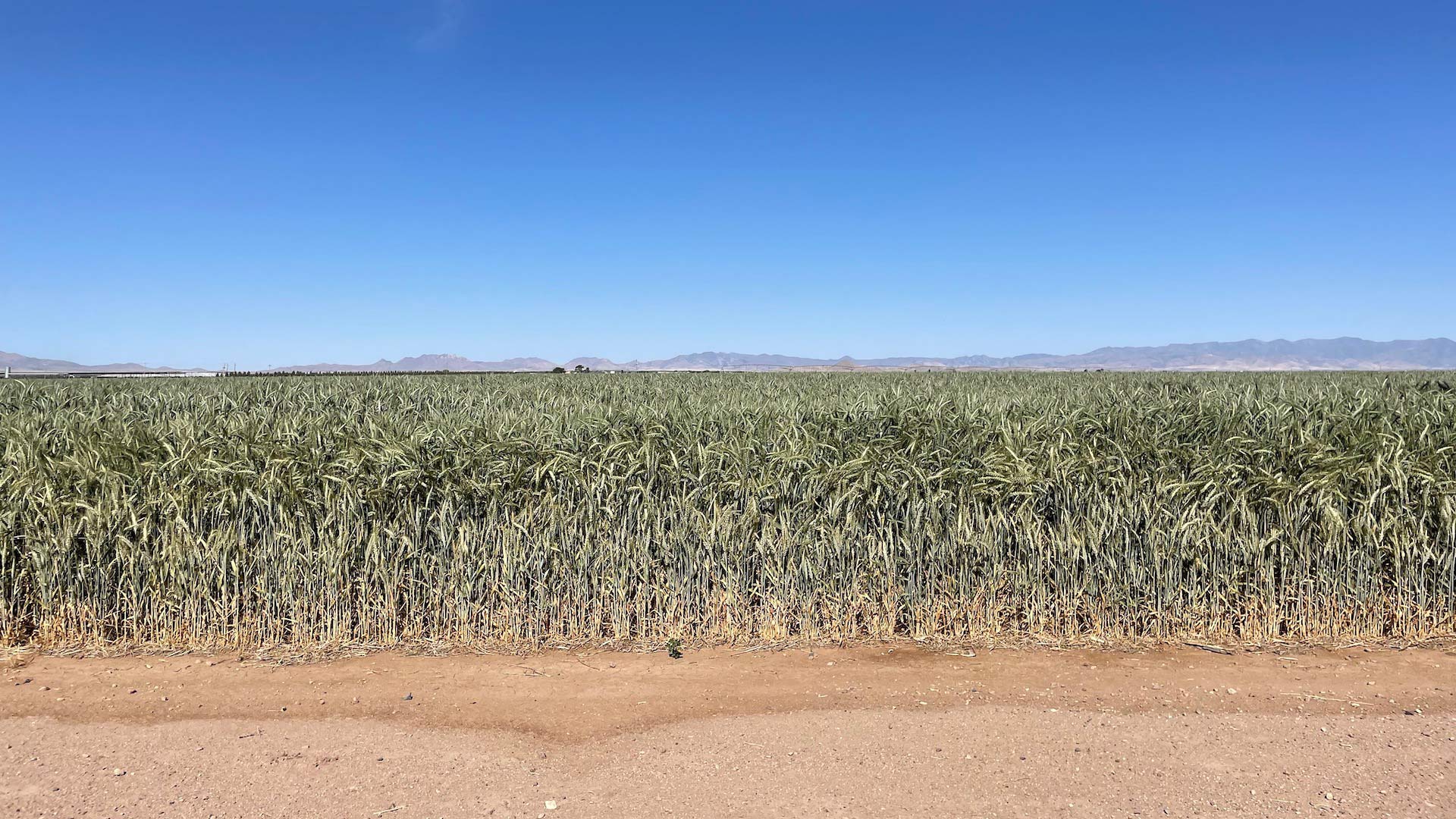 Residents of the Douglas and Willcox Basins say they're drilling deeper and more often for water as their wells dry up as big companies expand their operations and dig even deeper into the shared water supply. 