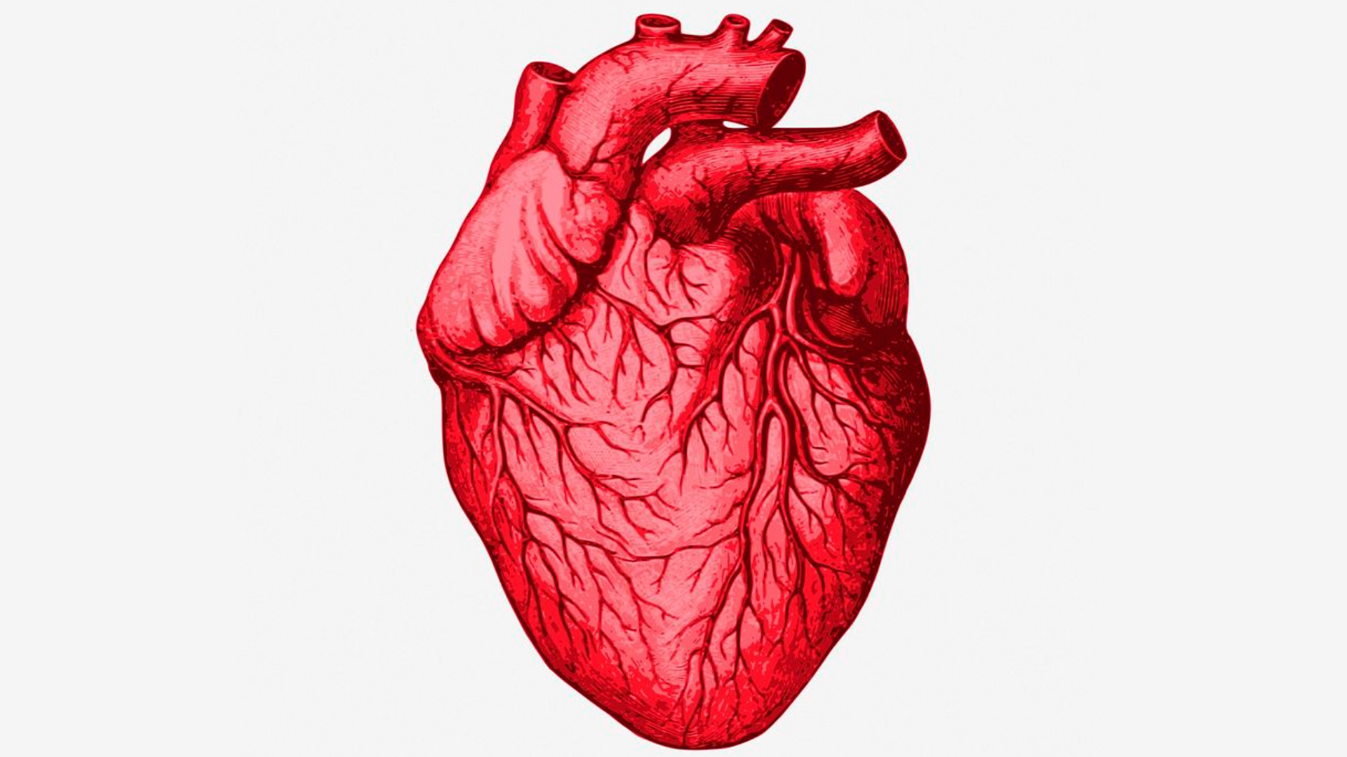  Human Heart