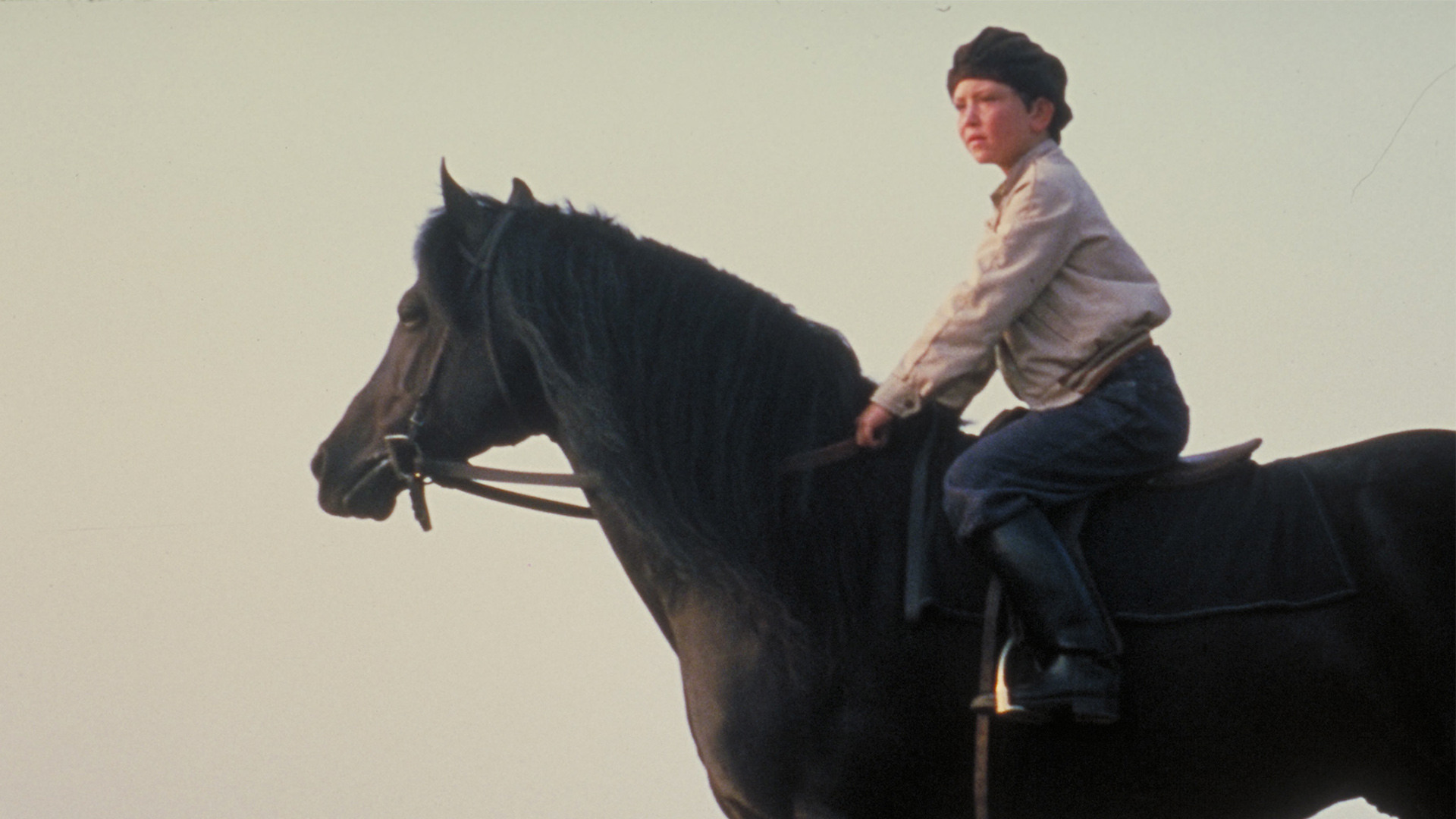 The Black Stallion
