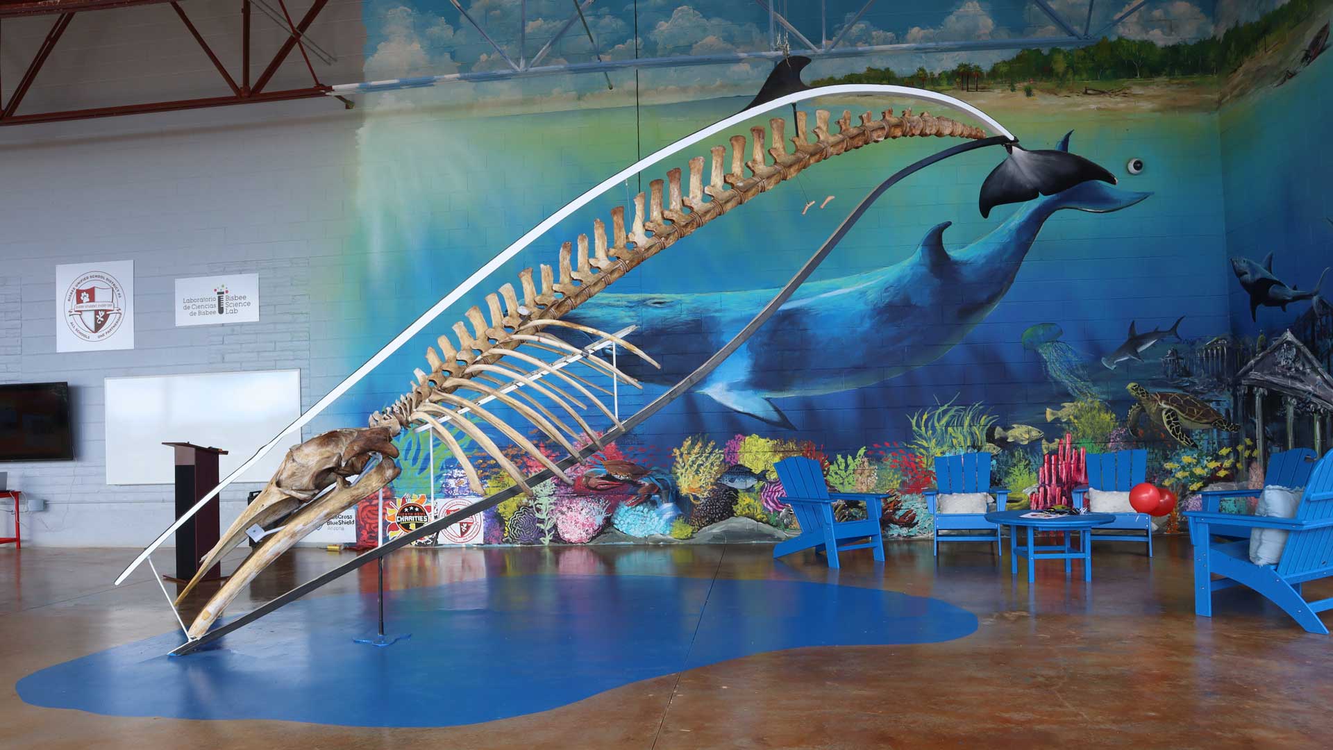 A Minke whale skeleton and mural at the Bisbee Science Center.