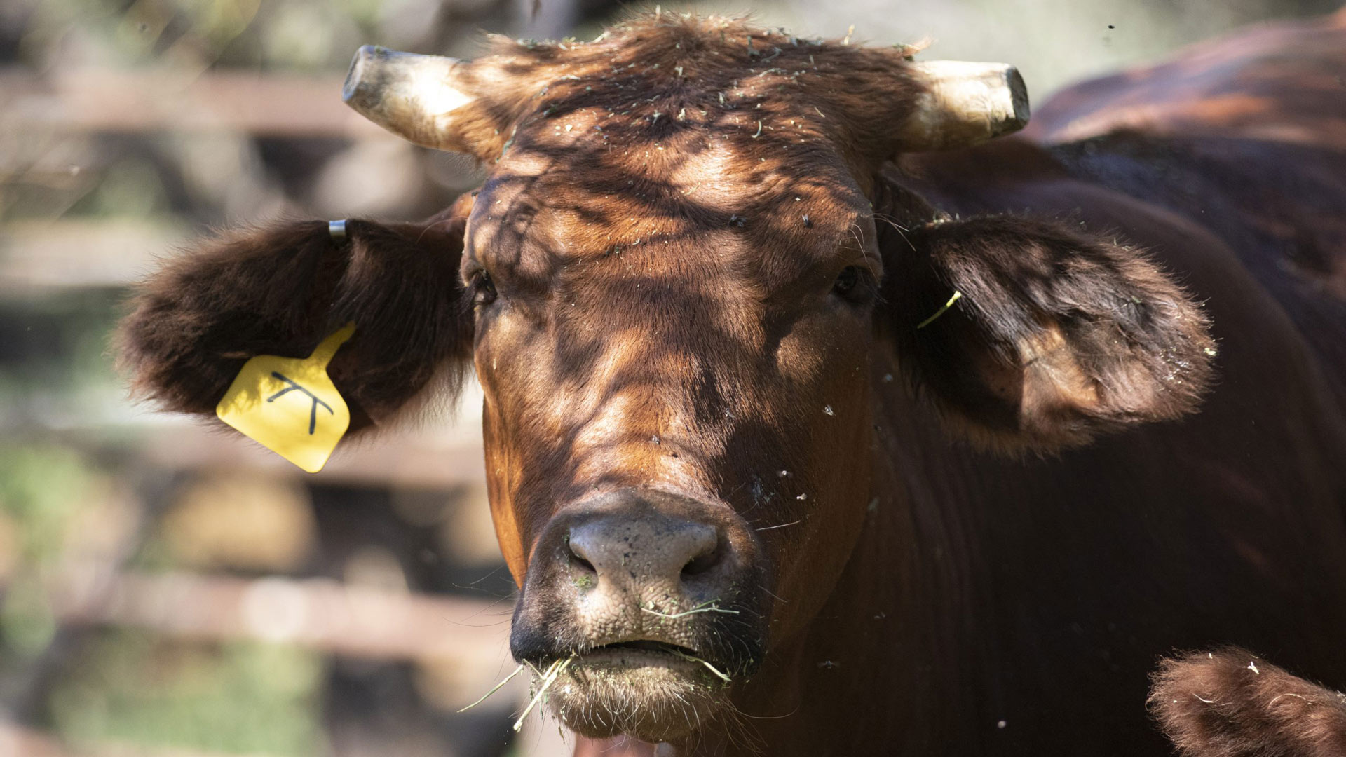 Cattle on Date Creek Ranch are grass-fed and sustainably raised on irrigated pastures. 