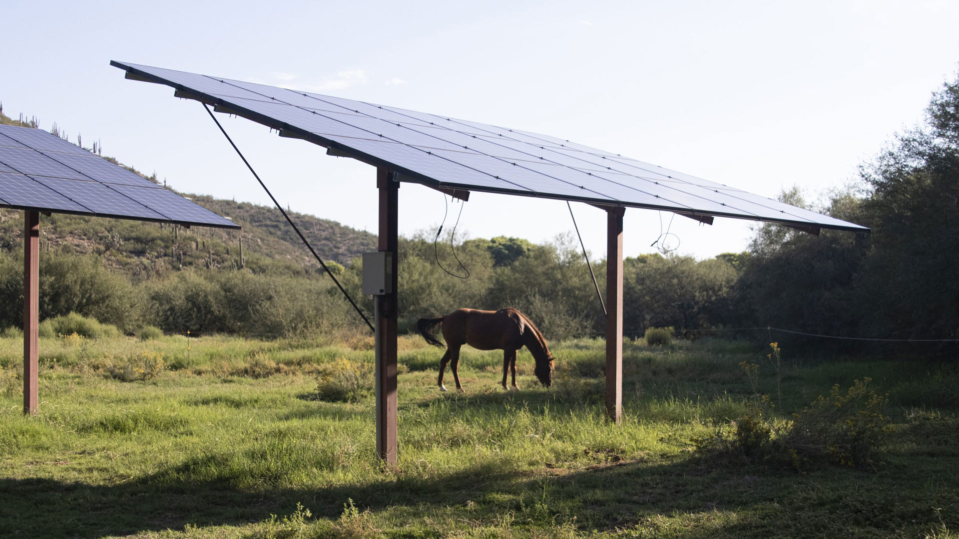 Horse under solar
