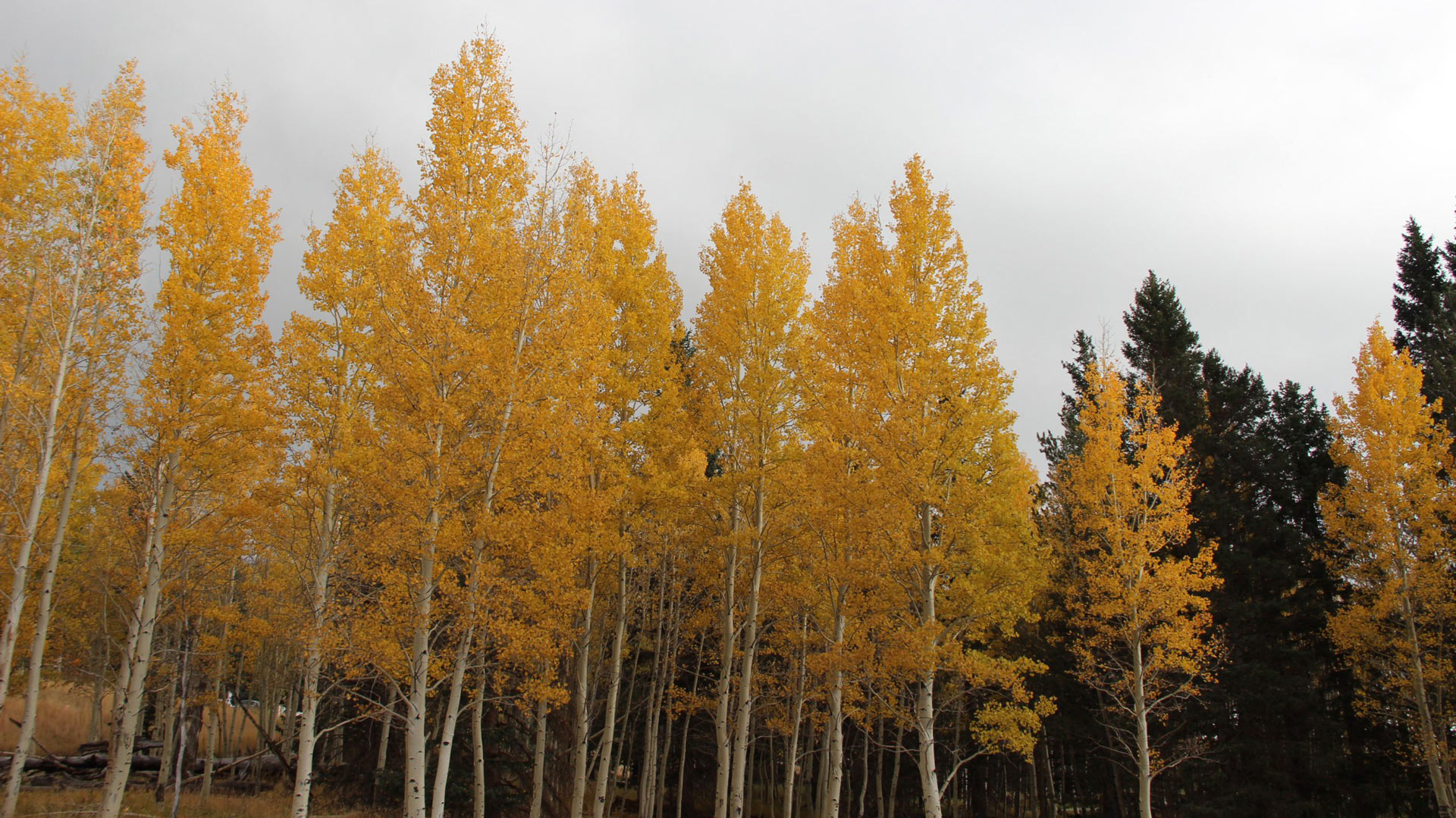 A row of bright yellow aspen trees at Arizona Snowbowl north of Flagstaff.