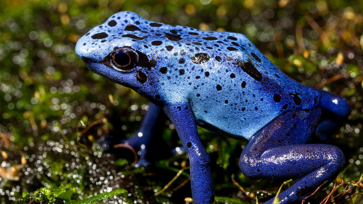 A poison dart frog with bright blue coloring.