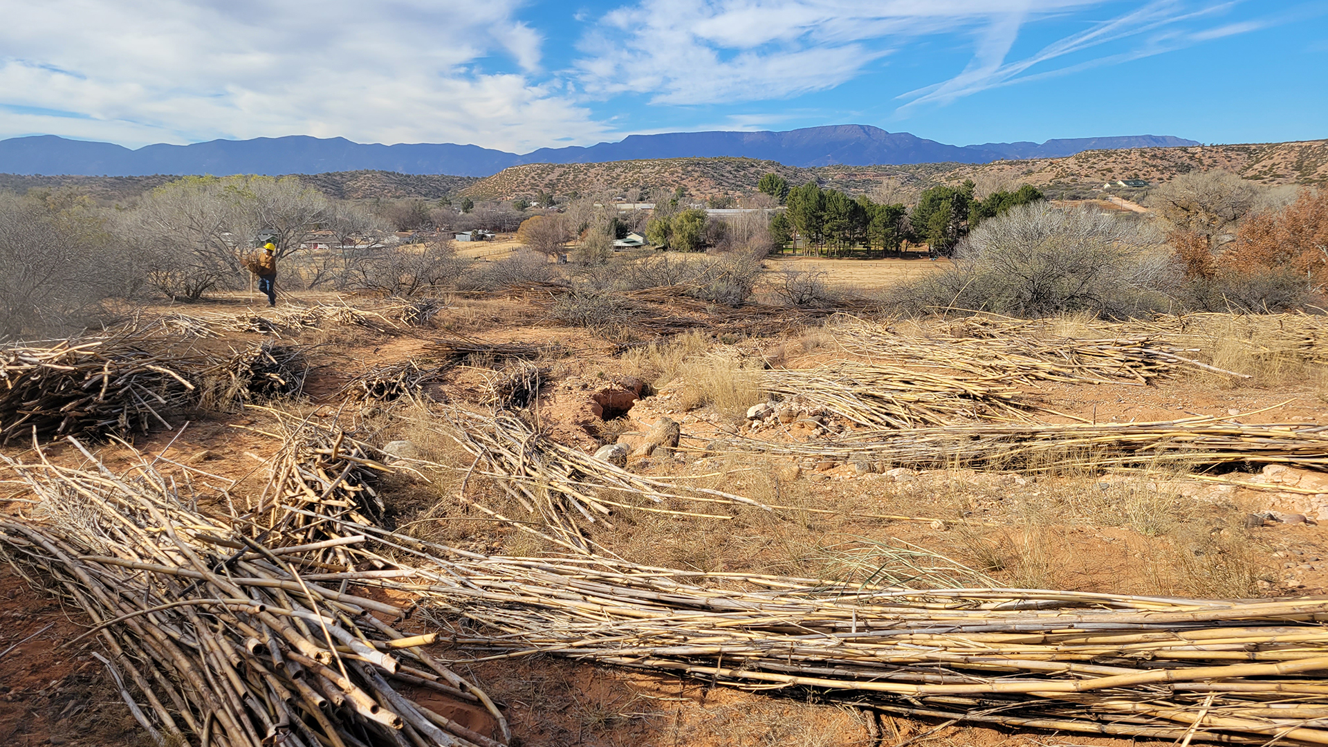 Arundo piles