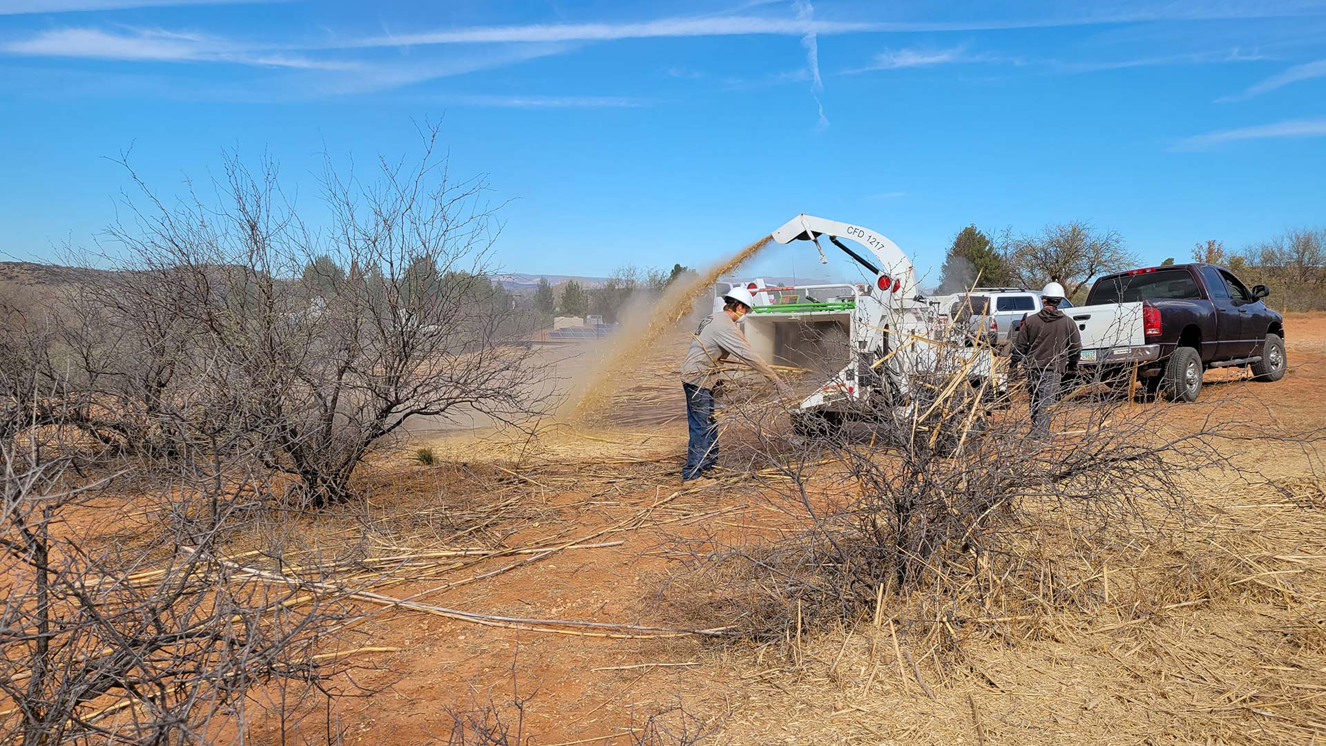 A crew from Verde Earth Technologies chips arundo in Cornville, Ariz.