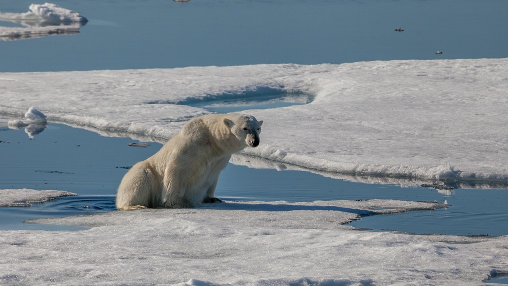 Polar bear on Arctic ice floe