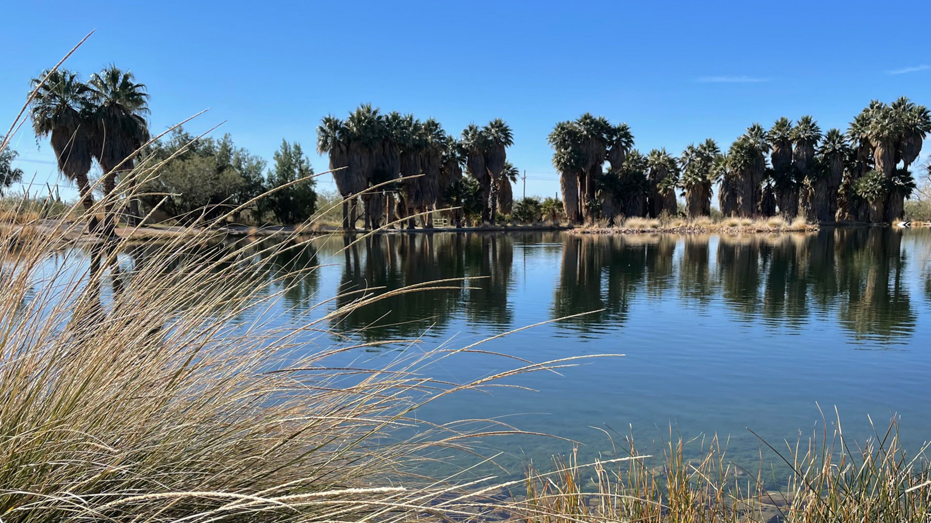 Agua Caliente Park is a Pima County destination located east of Tucson city limits. Visitors often describe it as a "desert oasis" for the community. 