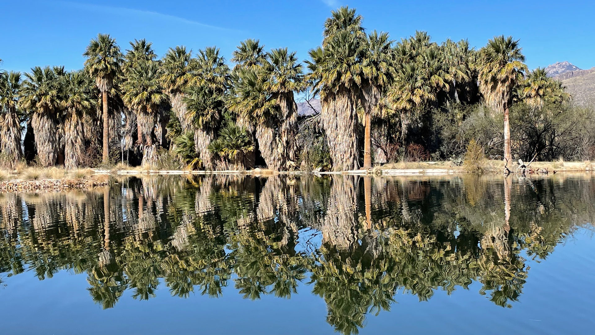 Agua Caliente Park - Palms Reflection