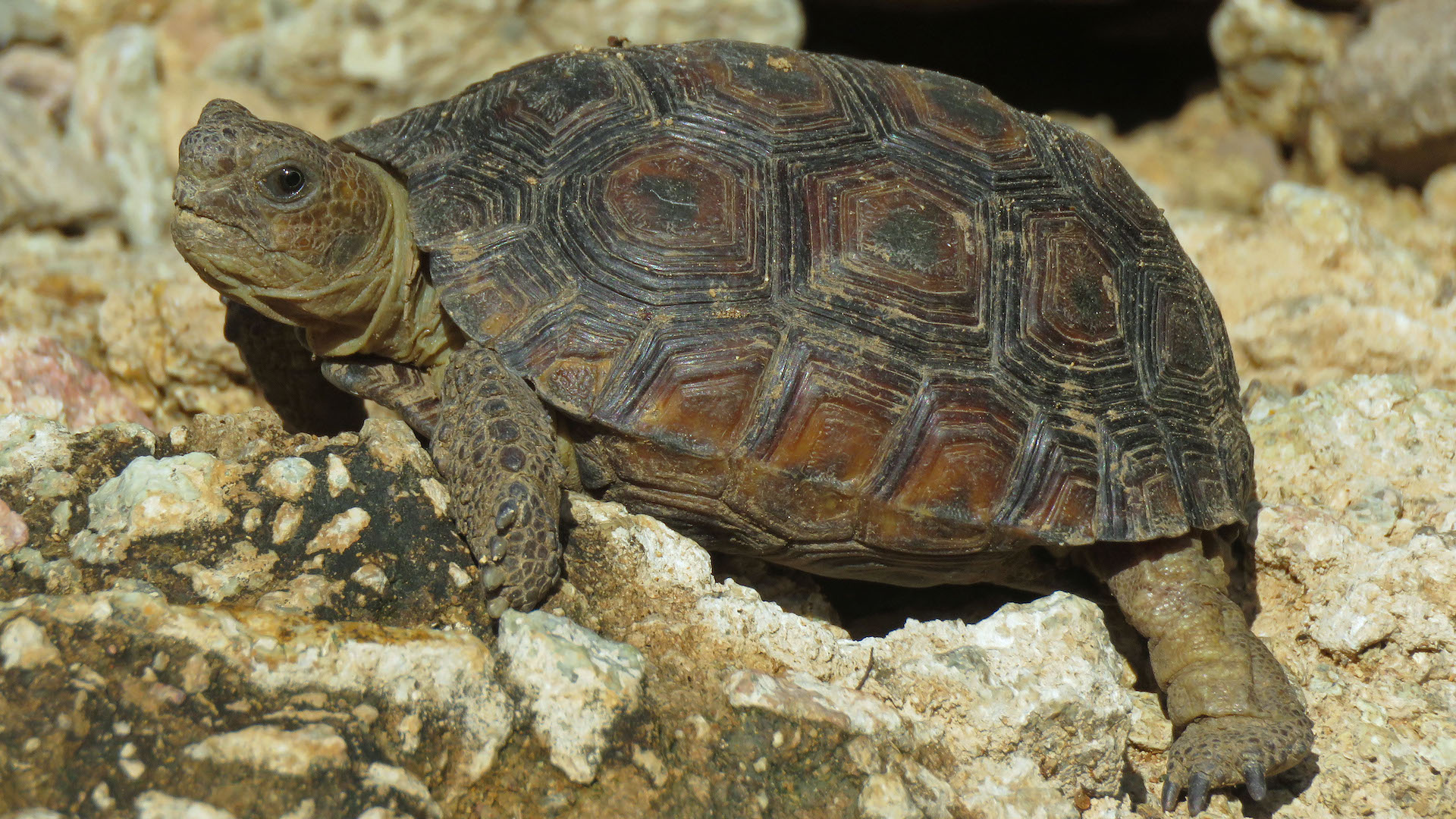 A juvenile Sonoran desert tortoise takes in the sun in the Tucson Mountains. 
