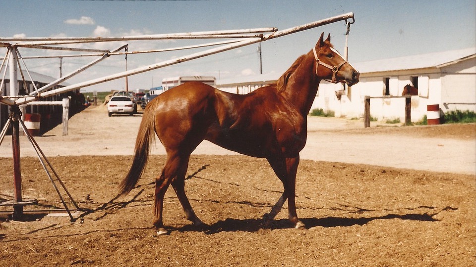 A quarter horse in a racetrack training area.