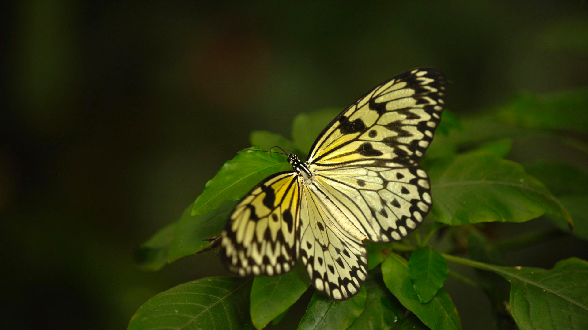 A tropical butterfly on leaf. Deerfield, MA.