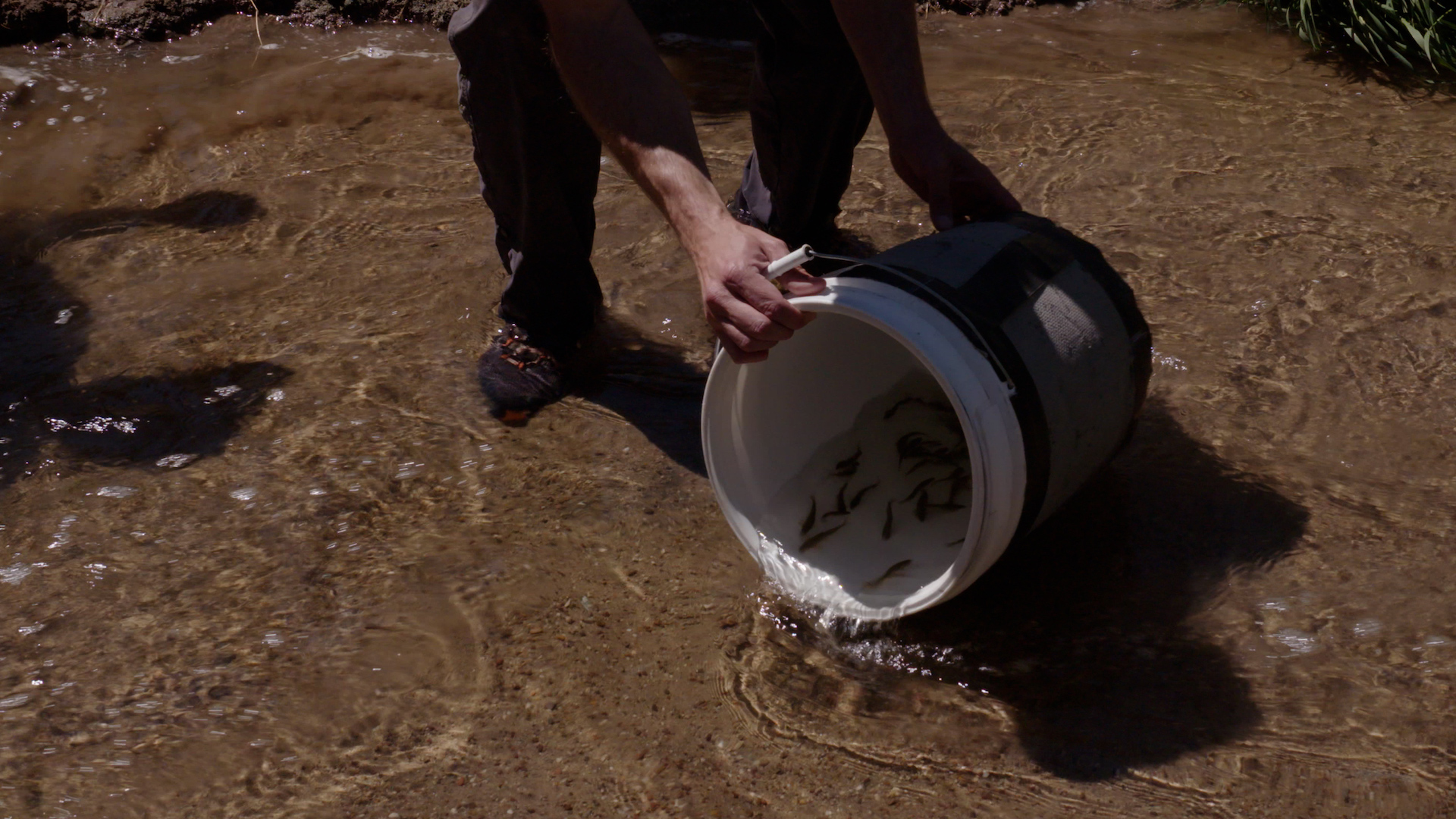 A scientist releases a bucket of longfin dace into the Santa Cruz River on March 23rd, 2022. 