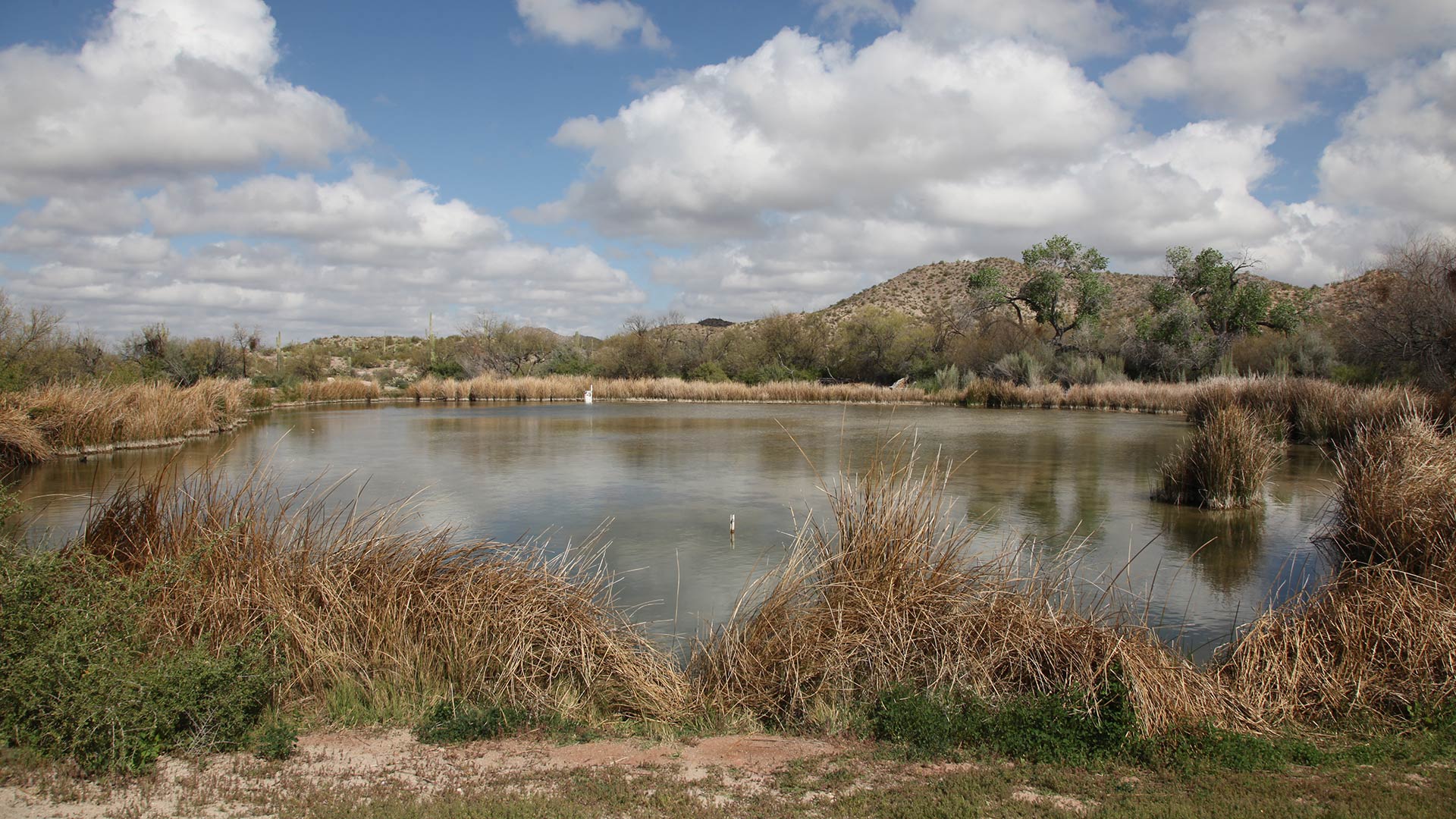 Pond near Quitobaquito Springs March 8, 2020.