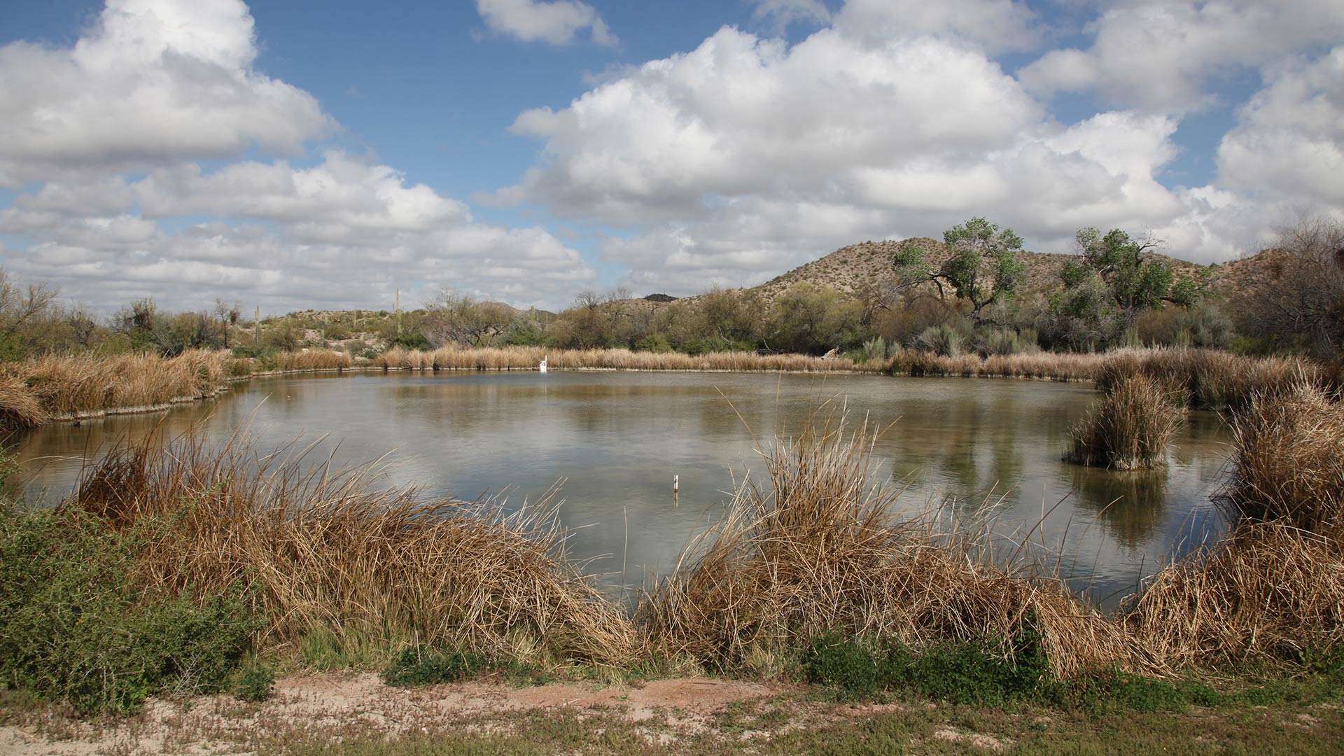 pond near Quitobaquito Springs