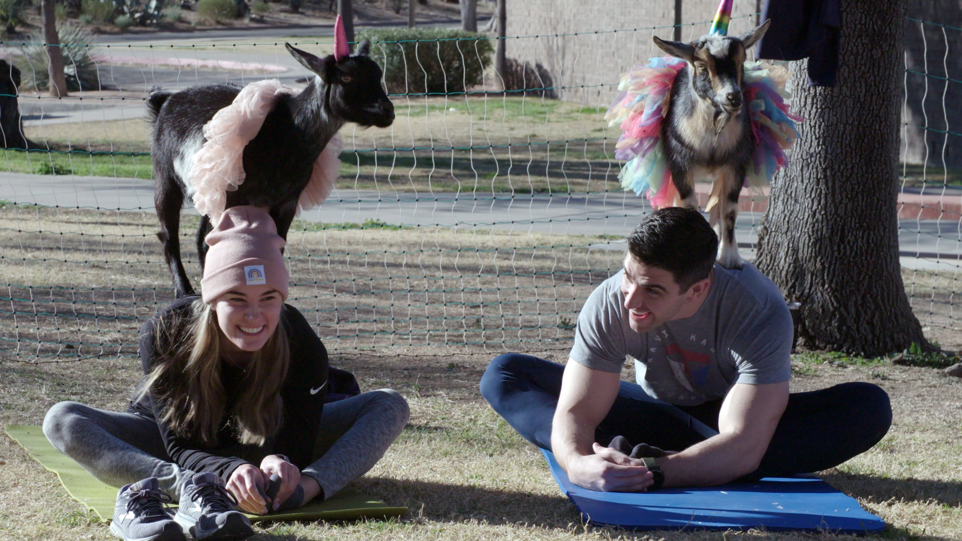 Pandemics Pets: Goat Yoga