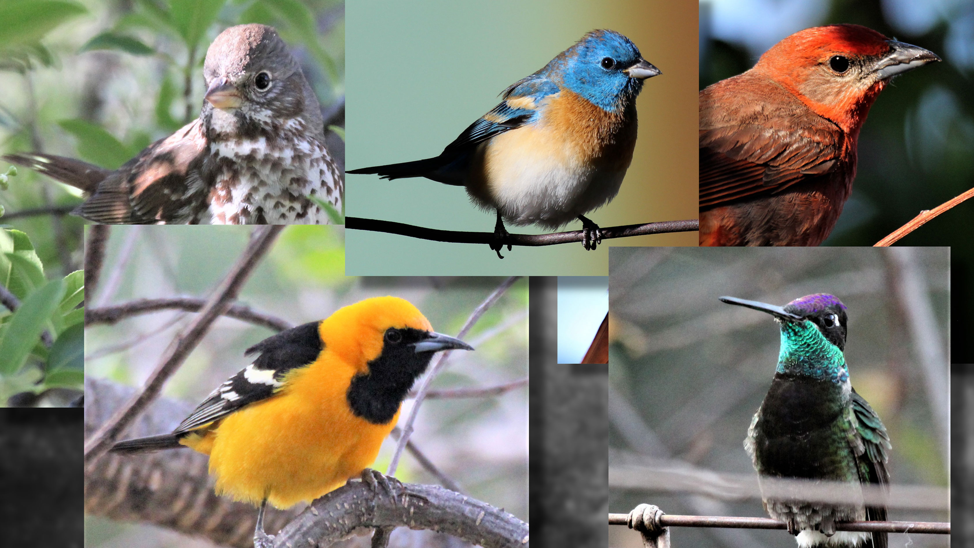 These are some of dozens of species that Ken Lamberton has photographed on his property near Bisbee, AZ.