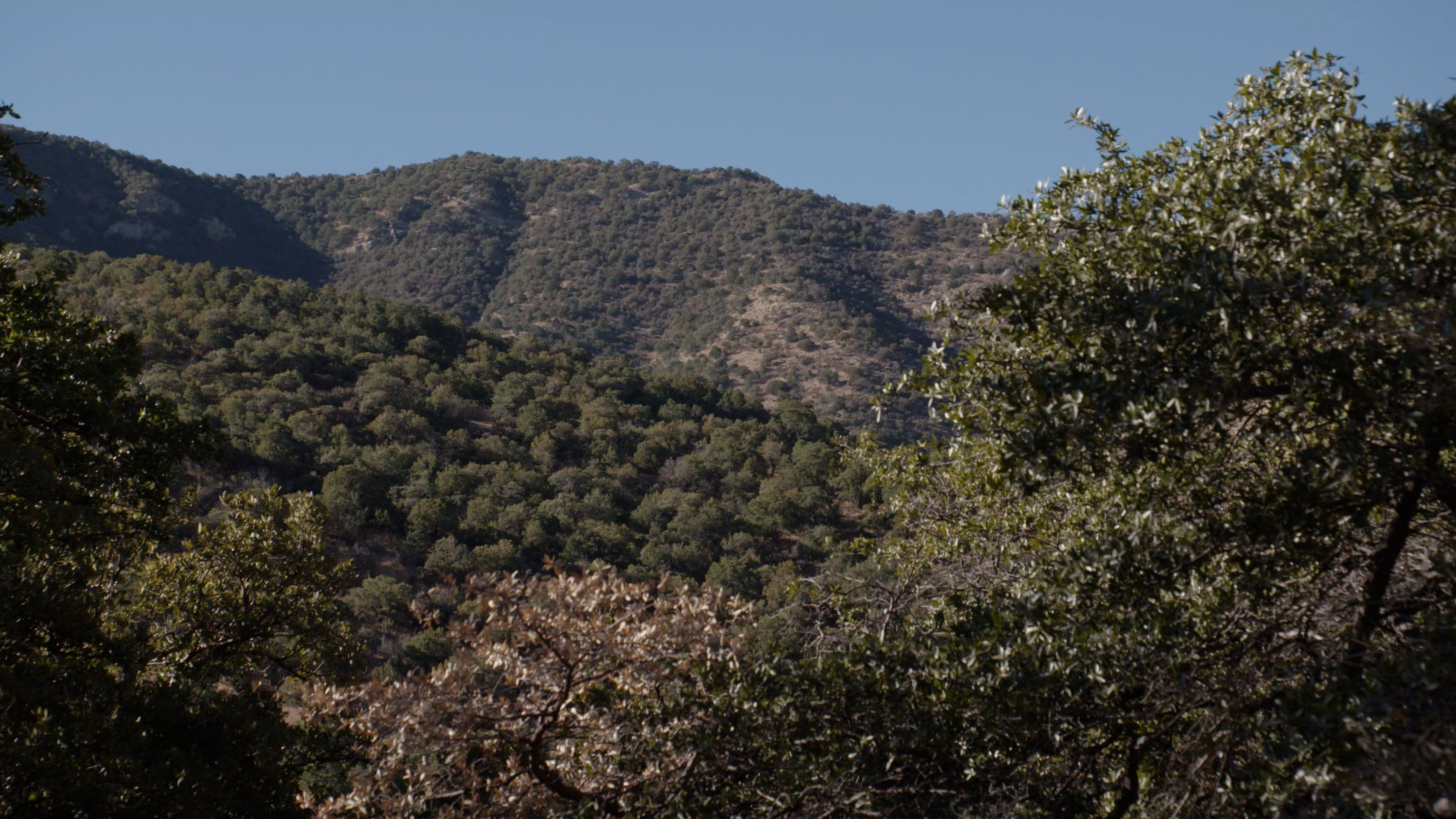 Mule Mountains 