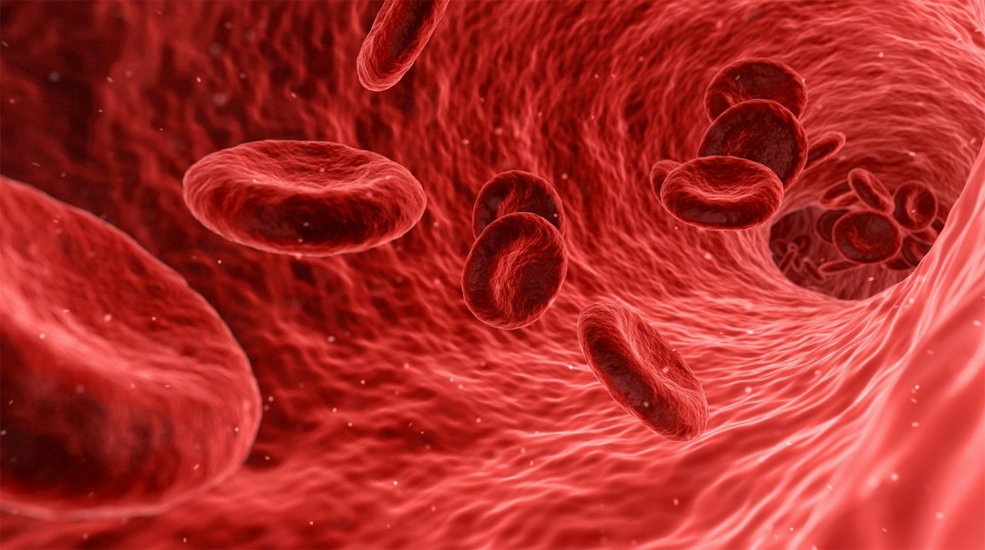  Illustration of red blood cells.