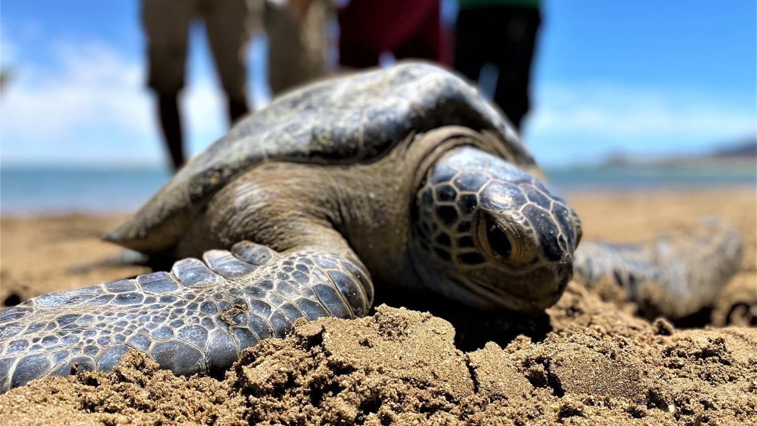A sea turtle heads back to the ocean after the tortugueros have finished gathering data on it.