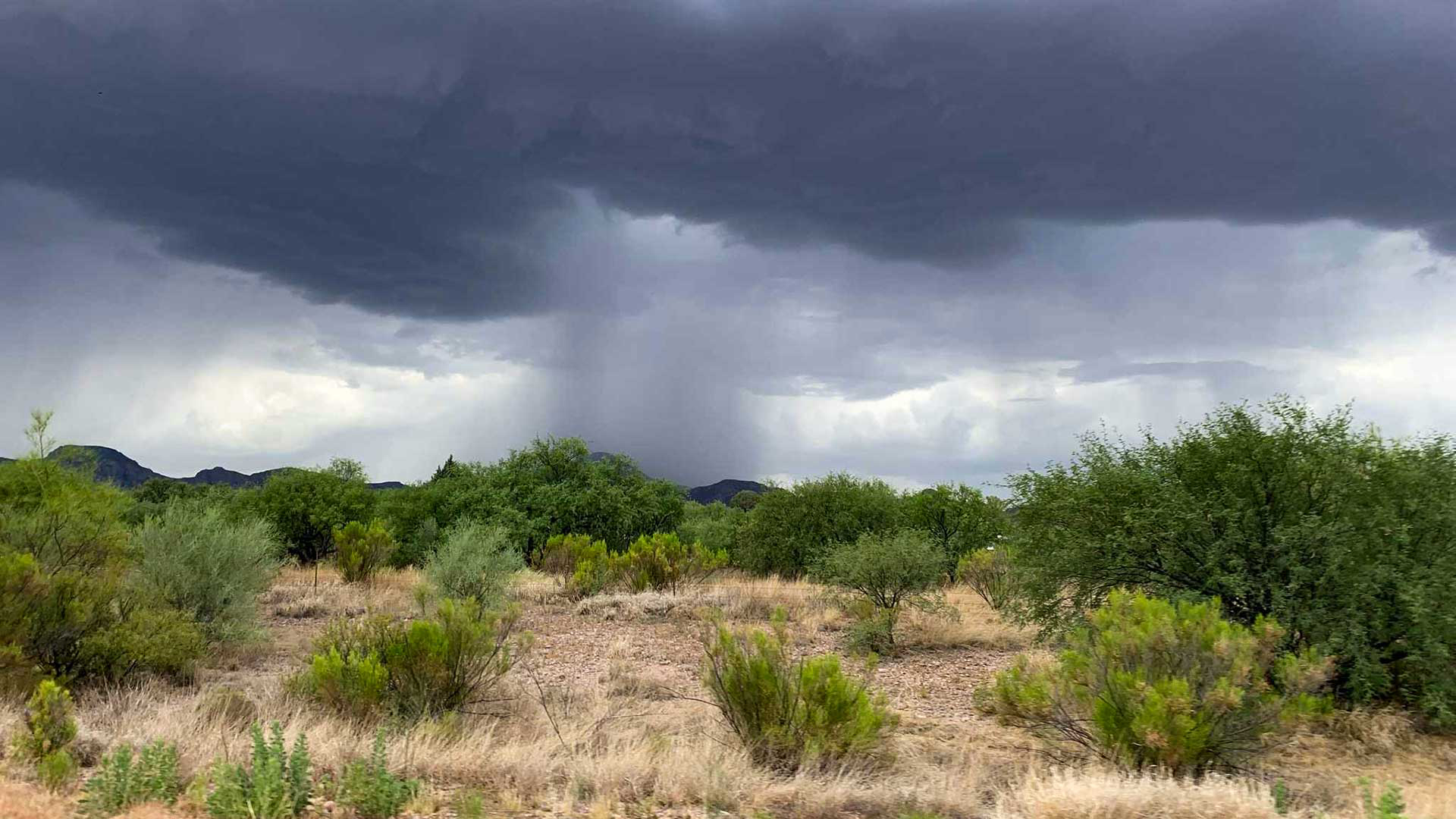 Monsoon rain falls in southern Arizona.