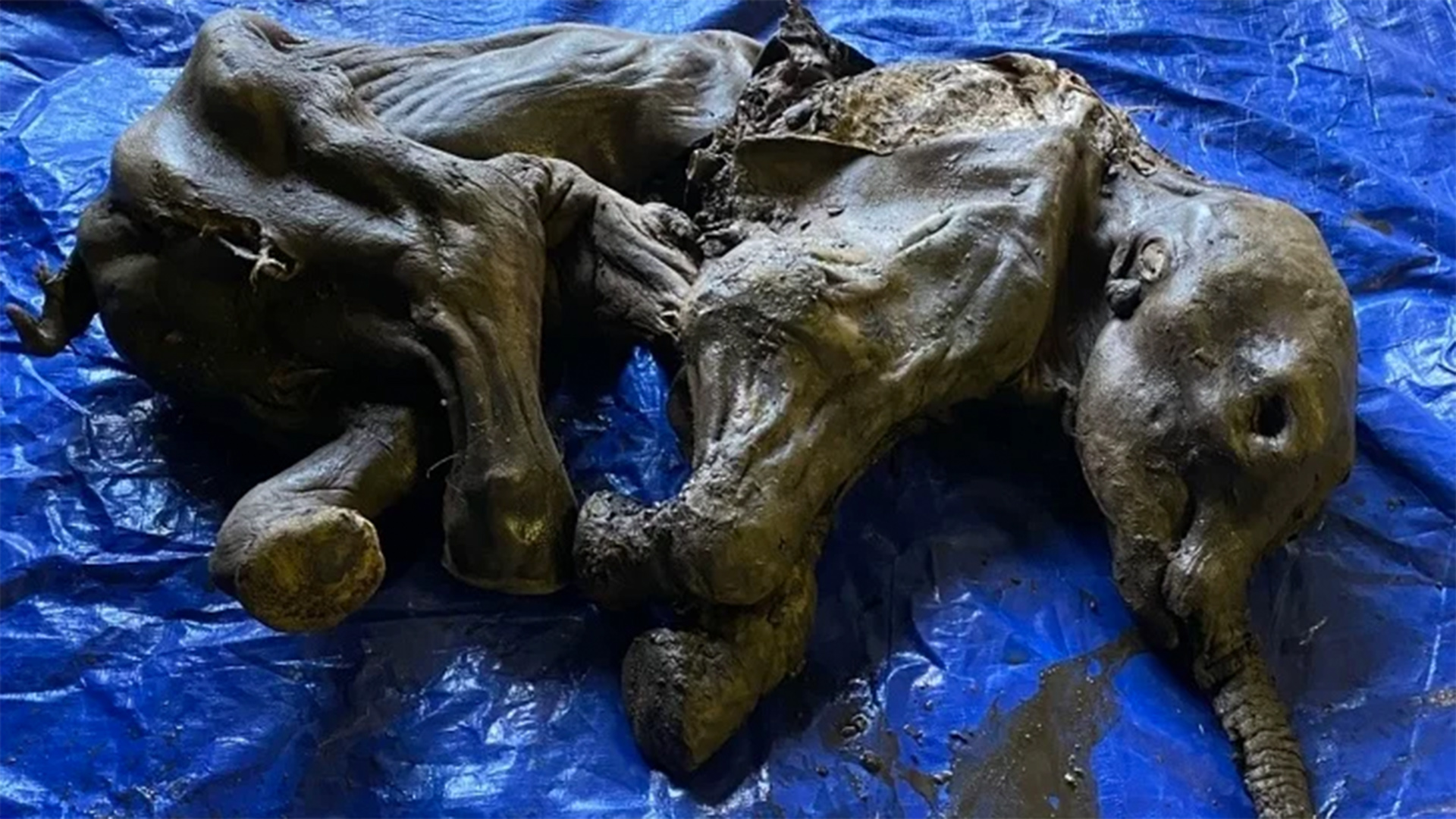 A woolly mammoth calf, believed to be female, was found in Canada's Yukon territory buried in ancestral land of the Trʼondëk Hwëchʼin, whose elders named her Nun cho ga, which means "big baby animal" in the Hän language.