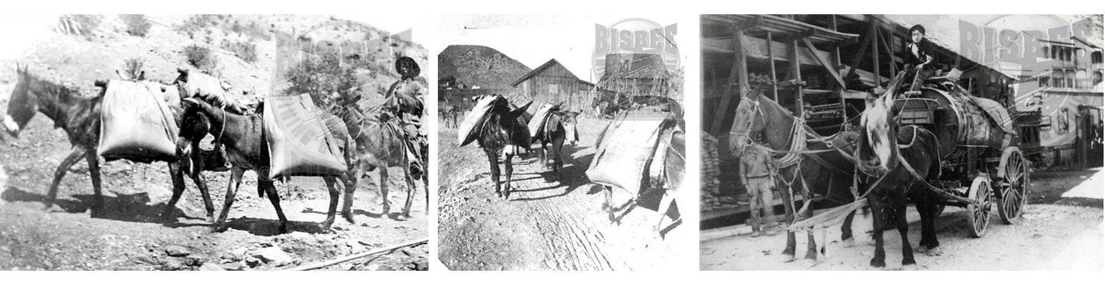 Bisbee burros carrying water