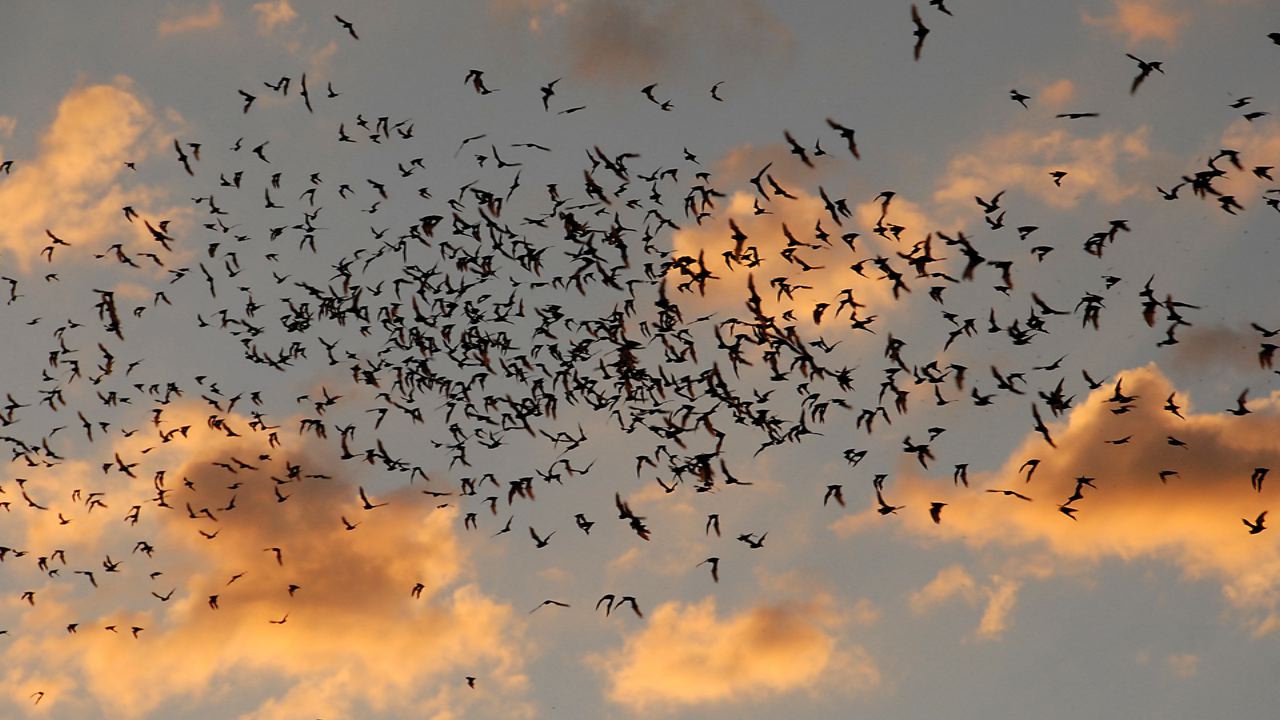Bats emerge from beneath Tucson bridges at sunset.