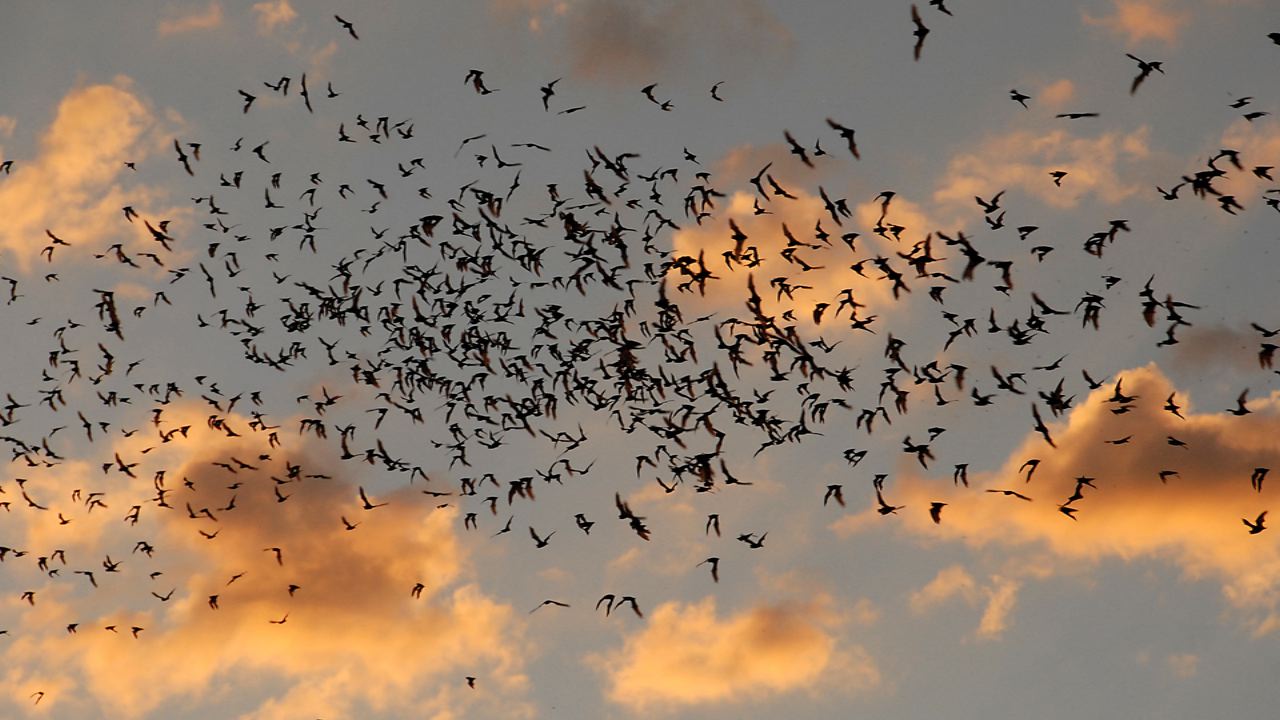 Bats take flight during Tucson's monsoon 