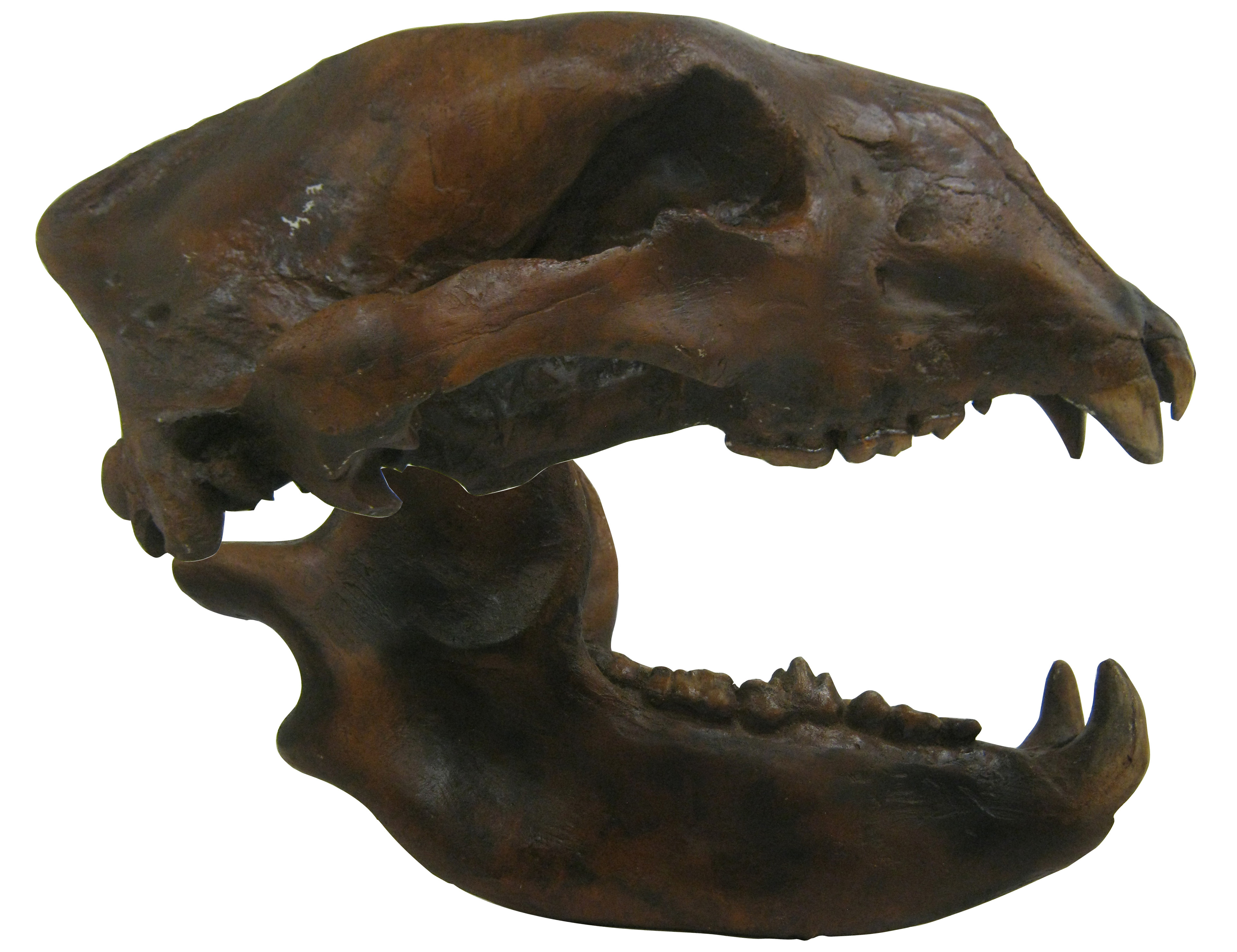 bear skull unsized