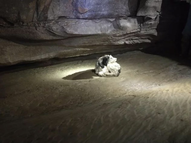 npr news dog in cave 