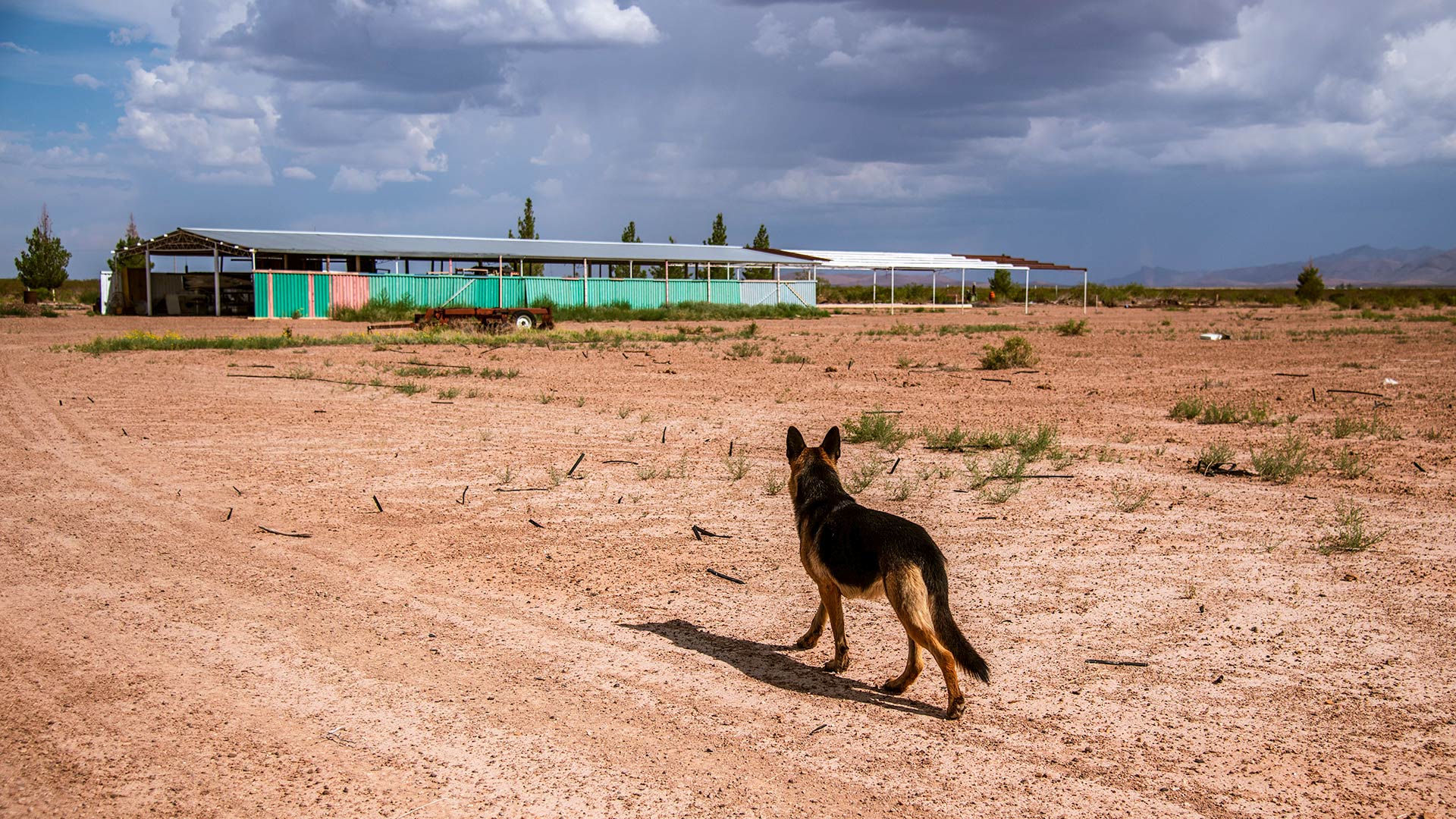 Granados’ beloved dog Thor — named for the Norse god of agriculture and thunder — heads towards the vermicompost area of the ranch. There, Granados’ California red worms create the compost he uses to augment the soil.