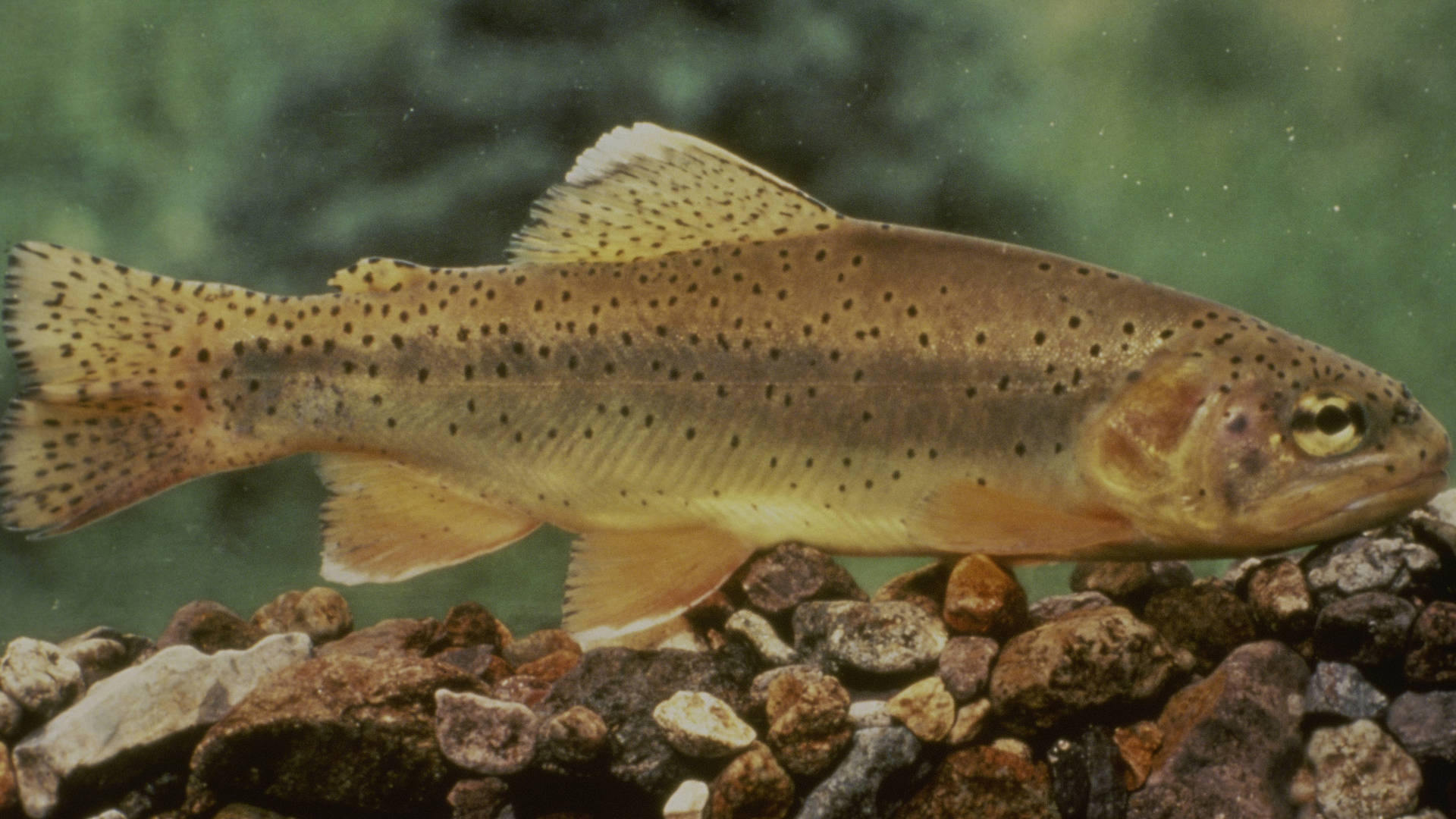 Apache Trout