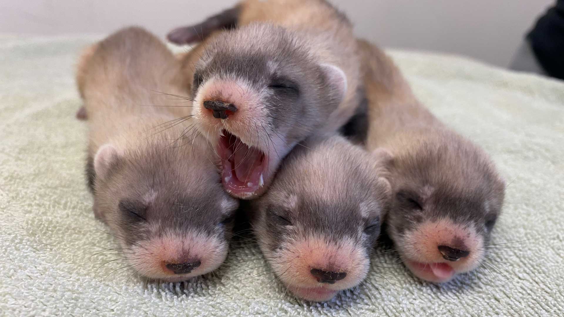 Black-footed ferrets born at the Phoenix Zoo. 