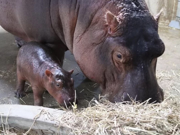 npr news baby hippo