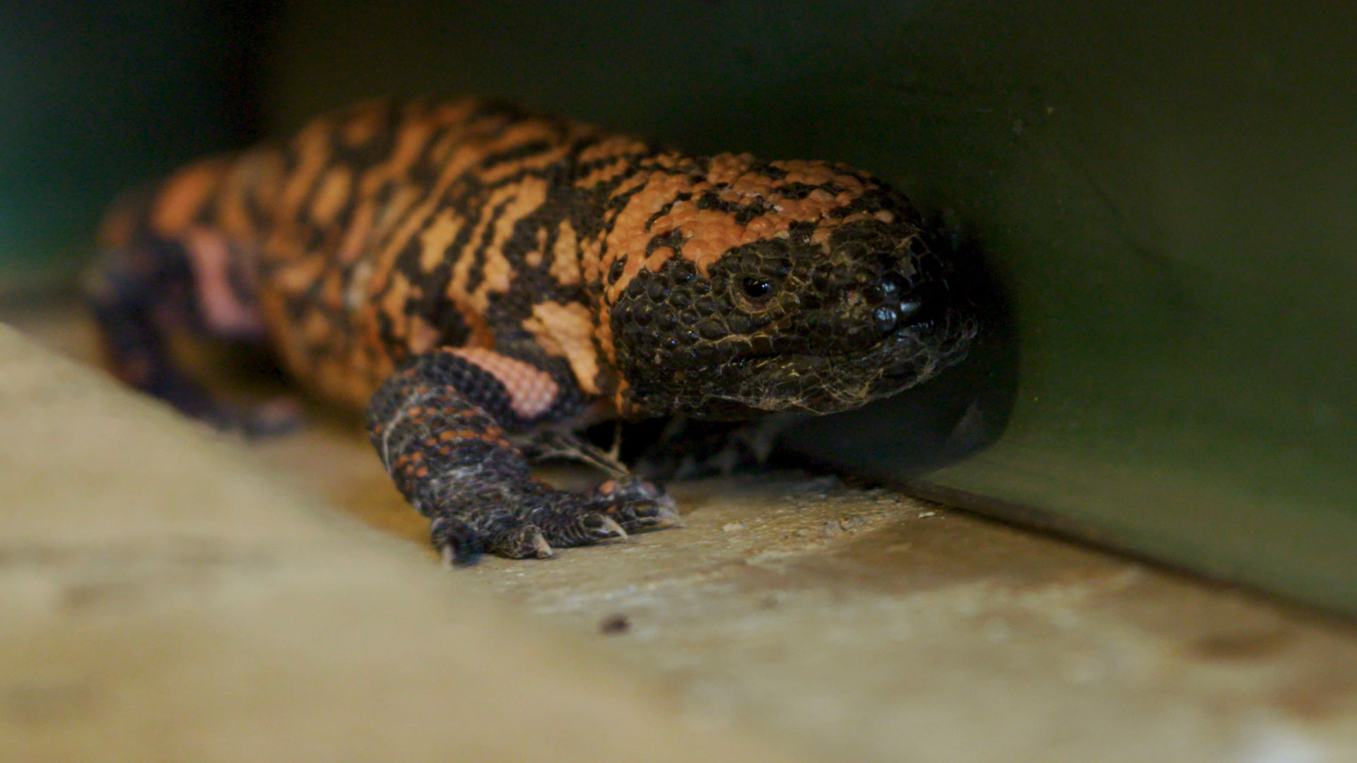 Field Notes: Gila Monsters