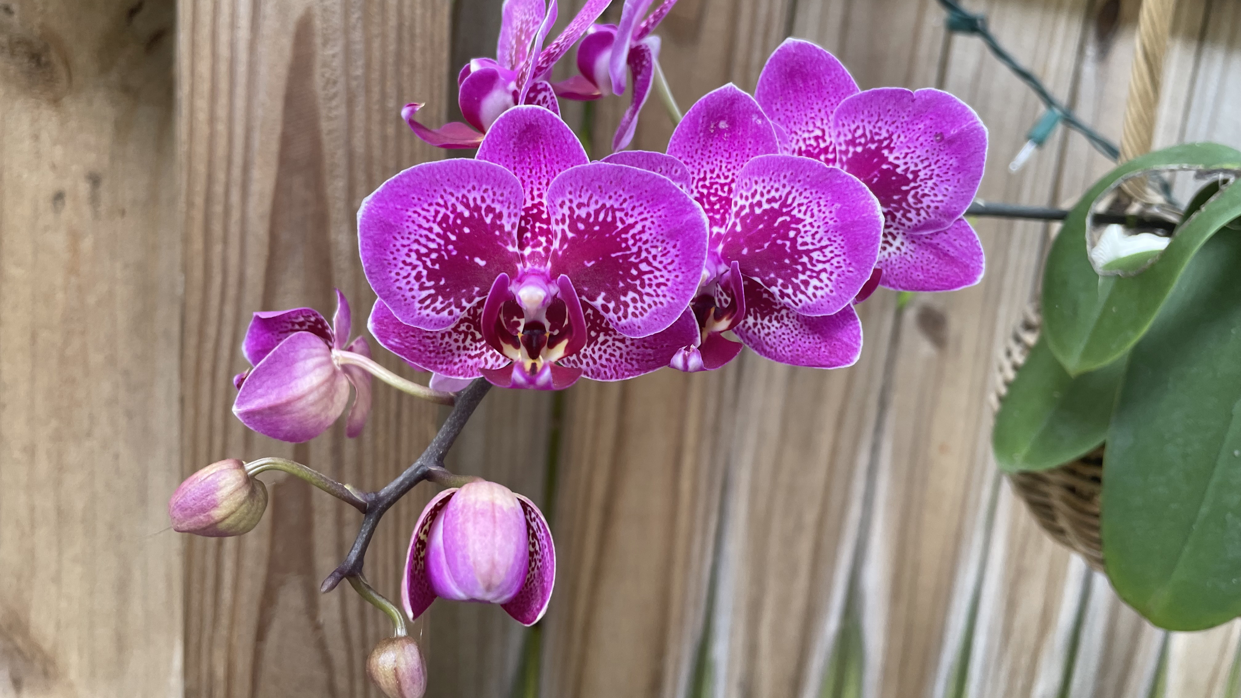 purple orchid hero