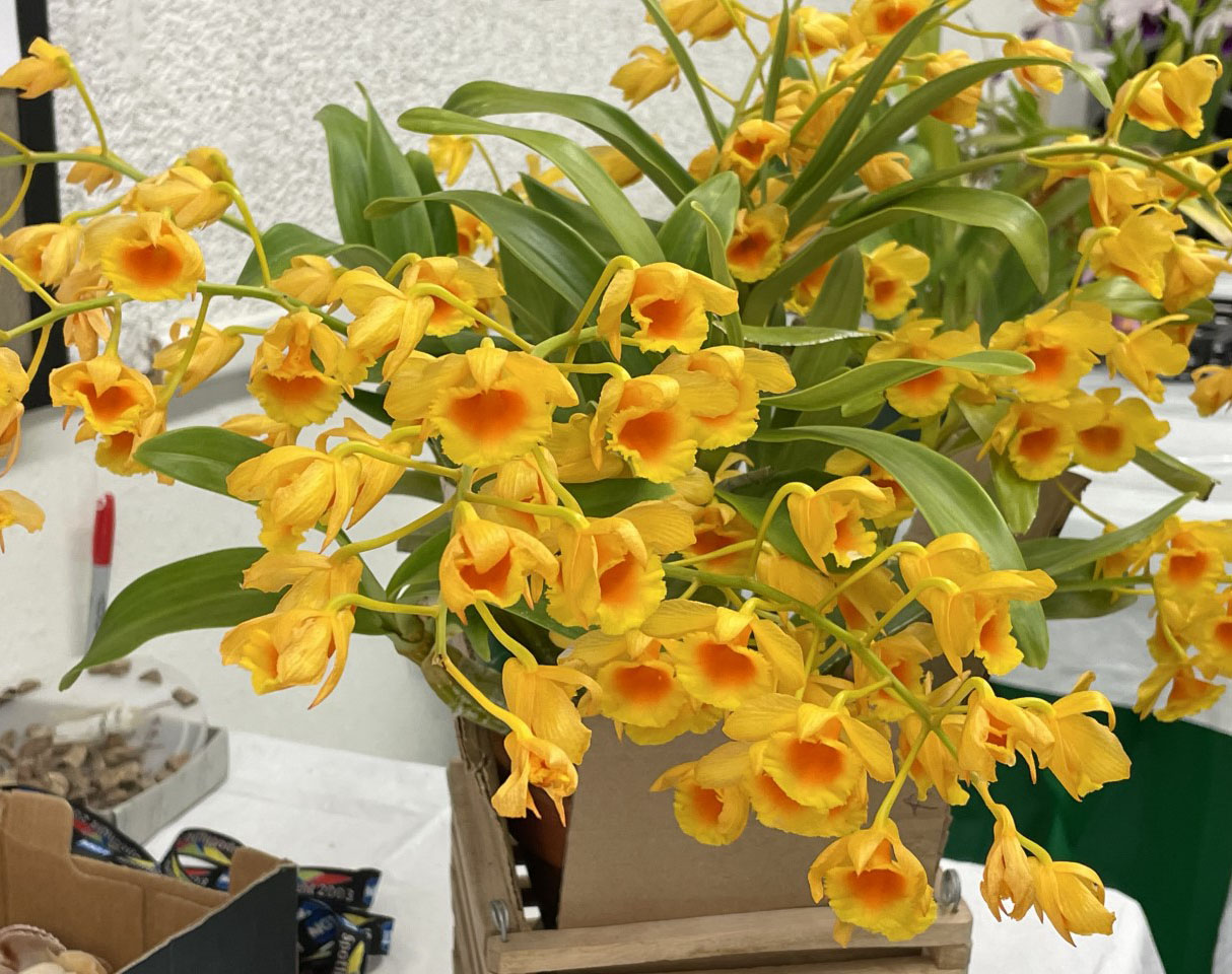 yellow orchids unsized